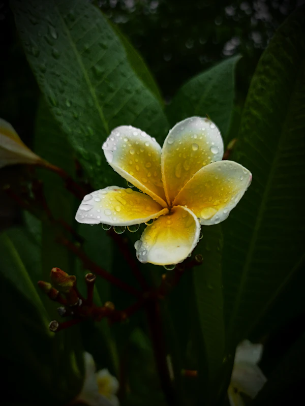 Yellow and white plumeria with water droplets