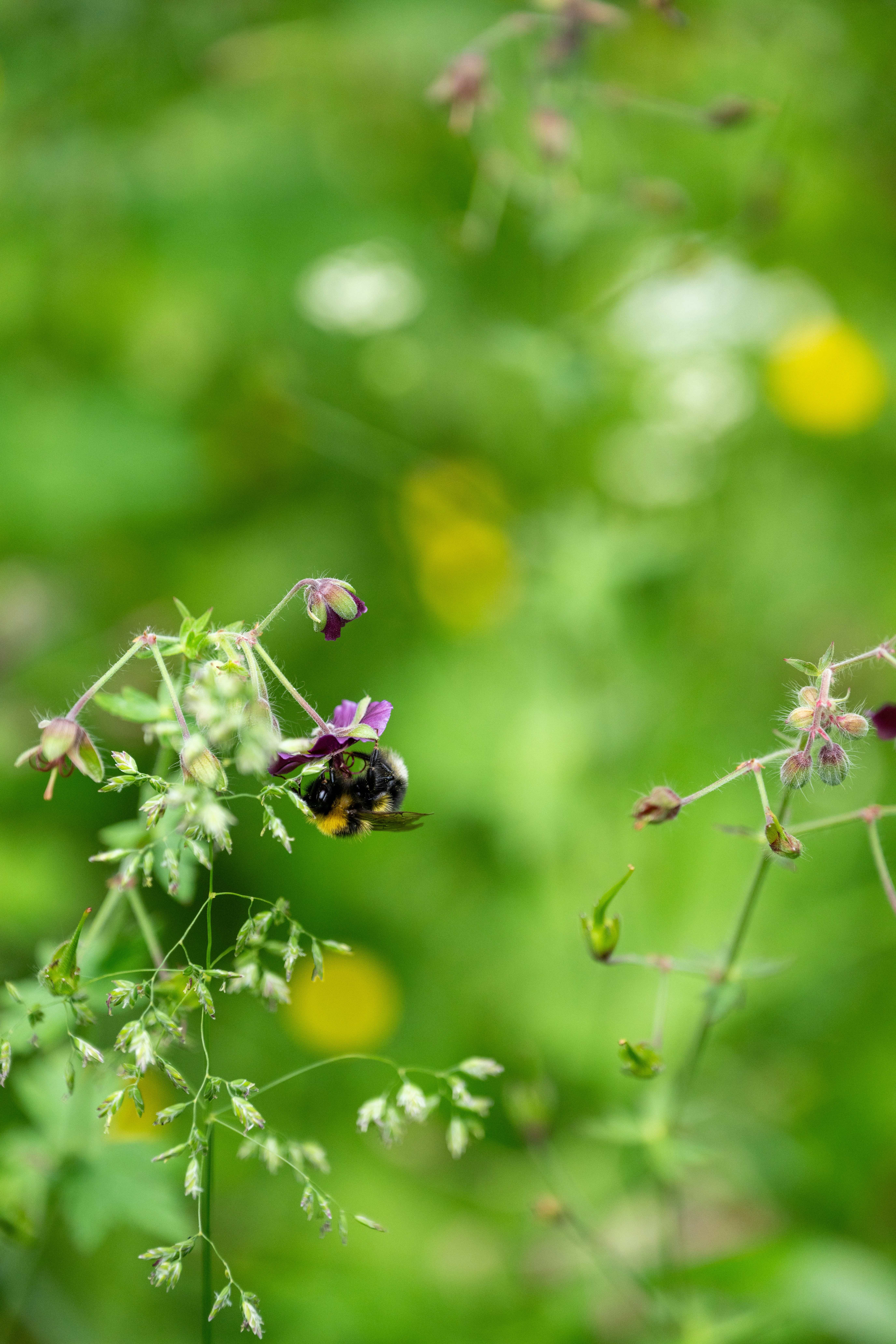A bee is sitting on a flower in a field