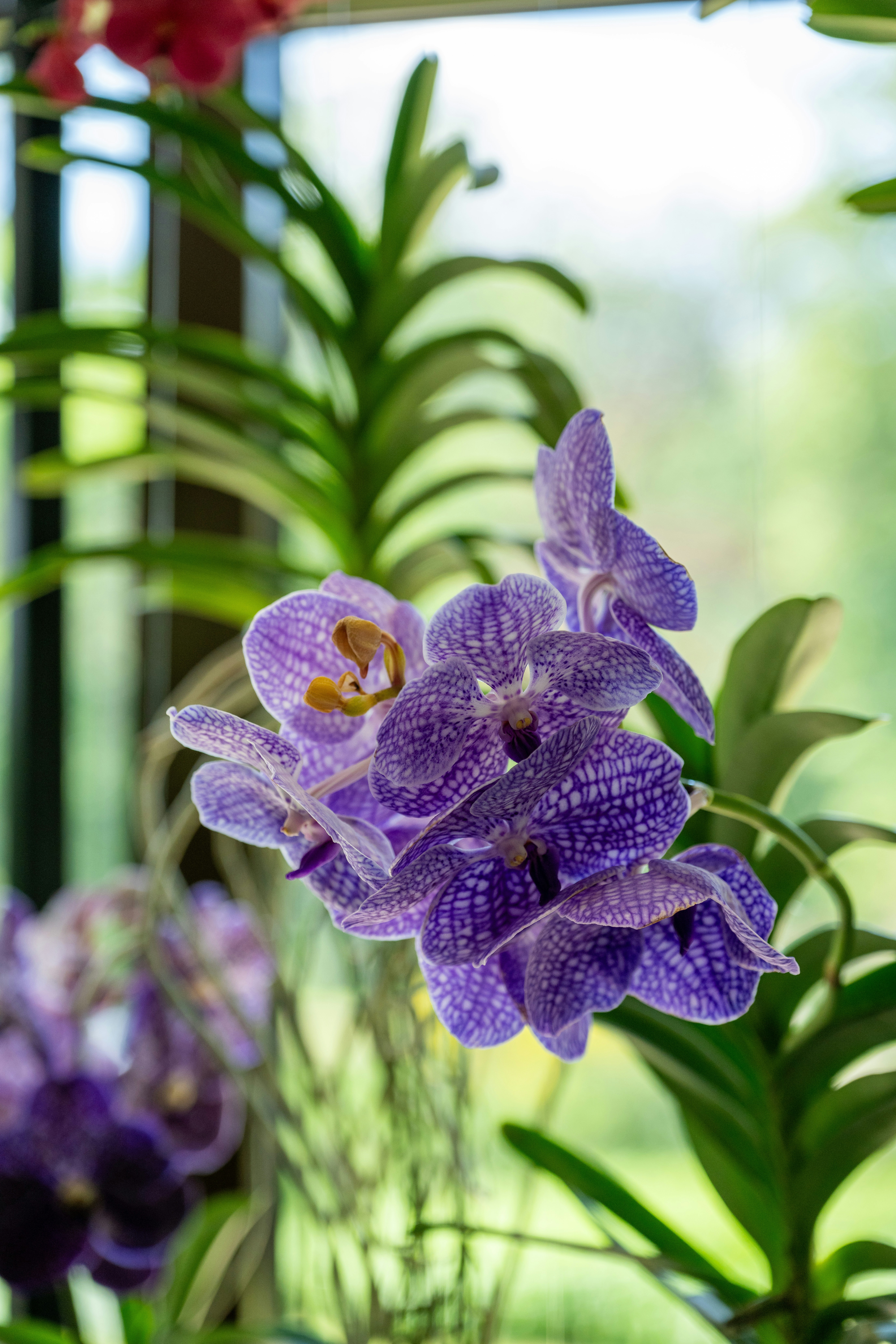Purple flowers in a vase on a windowsill