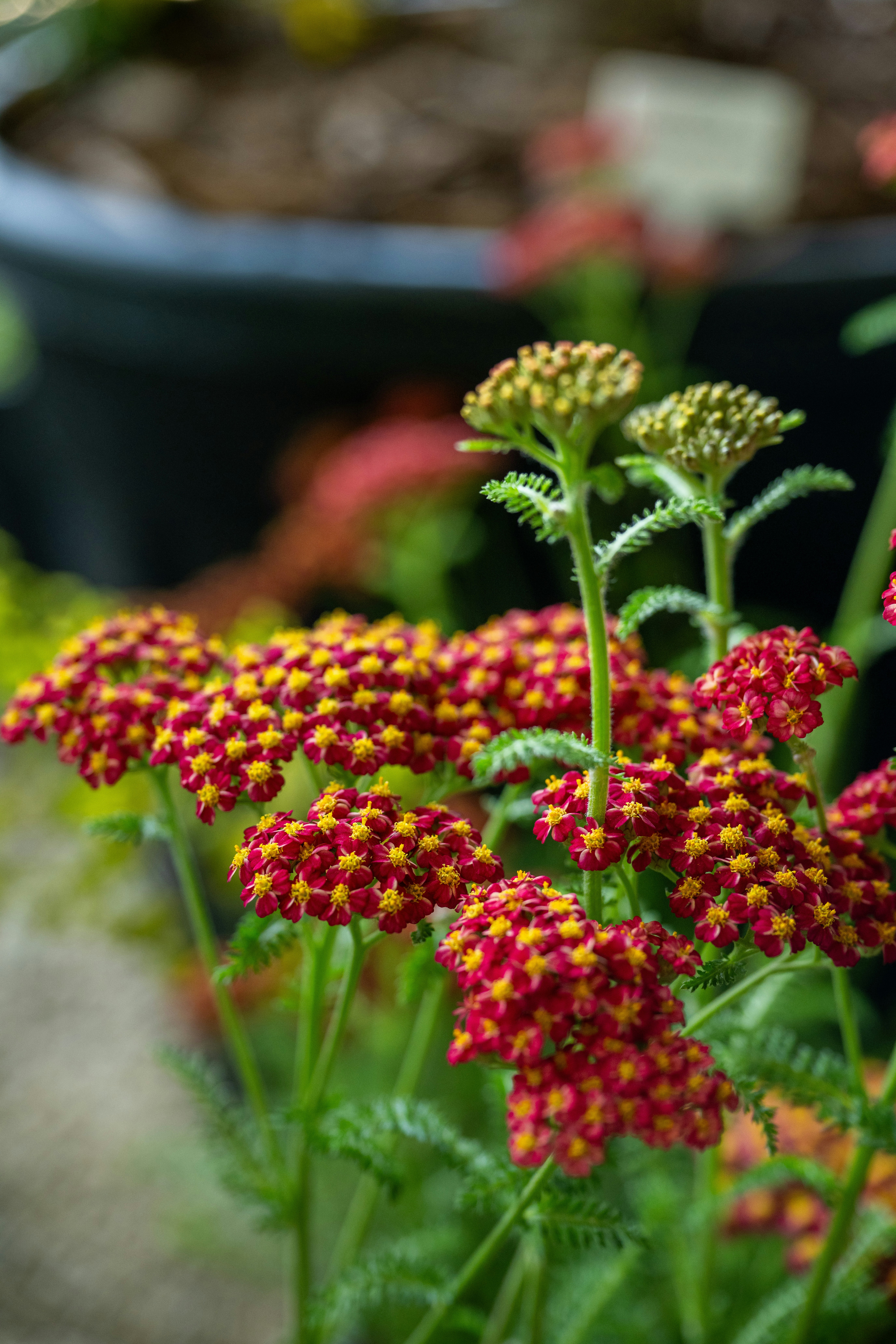 A bunch of red and yellow flowers in a garden