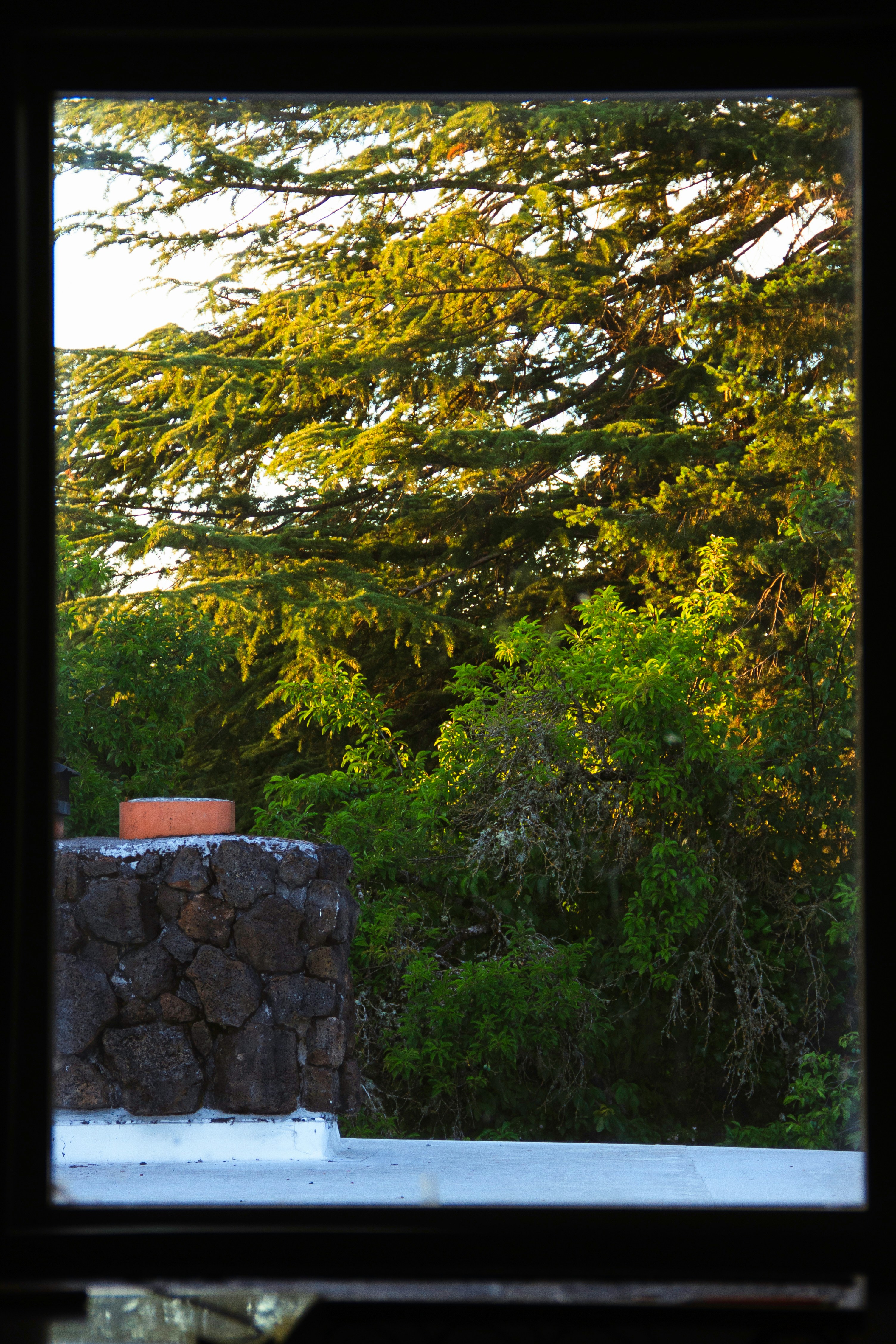 A window view of a tree and a building