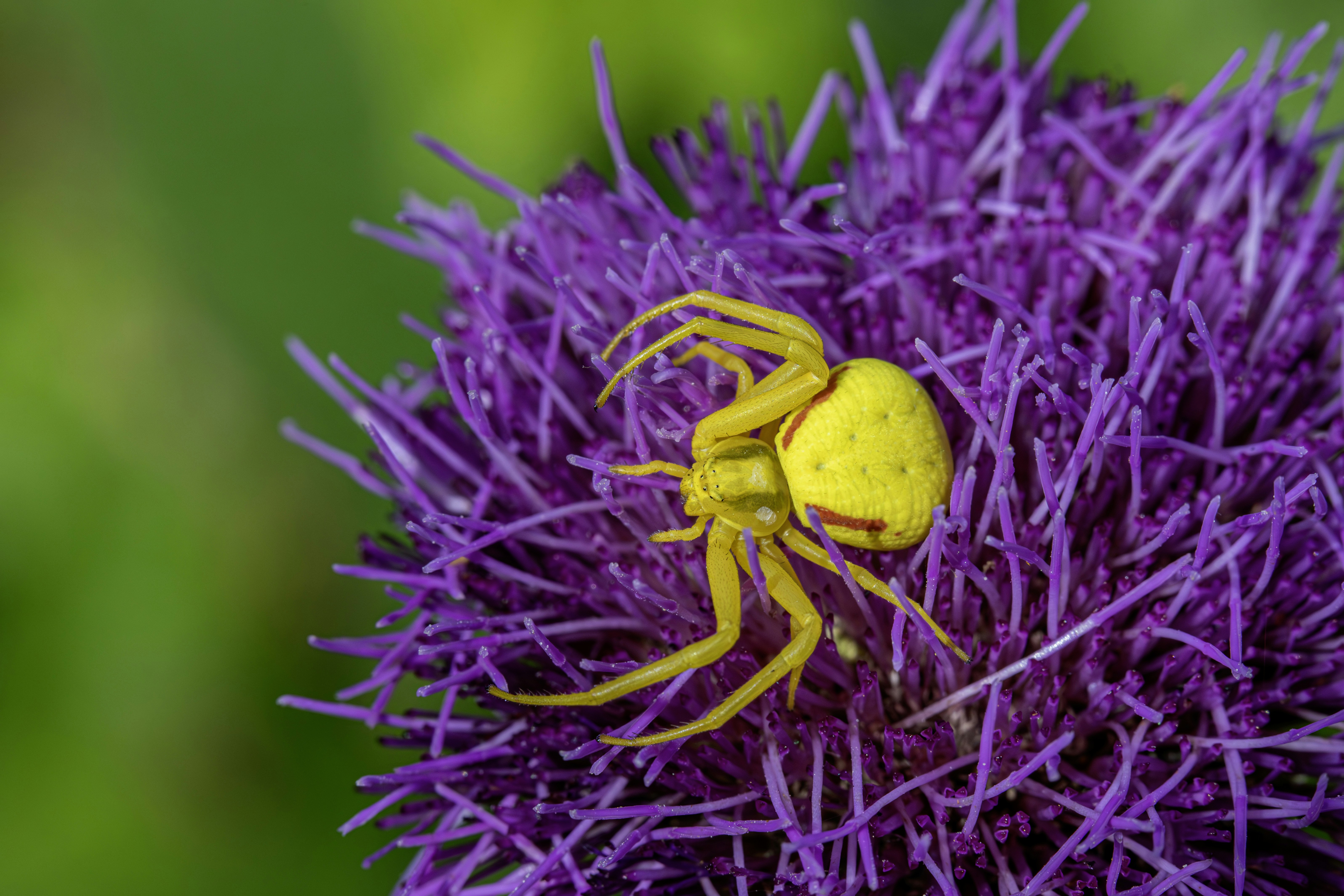 Photo by erik_karits