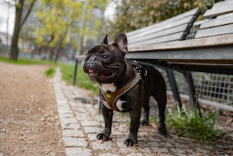 A small black dog standing next to a wooden bench