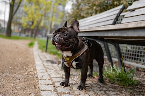 A small black dog standing next to a wooden bench