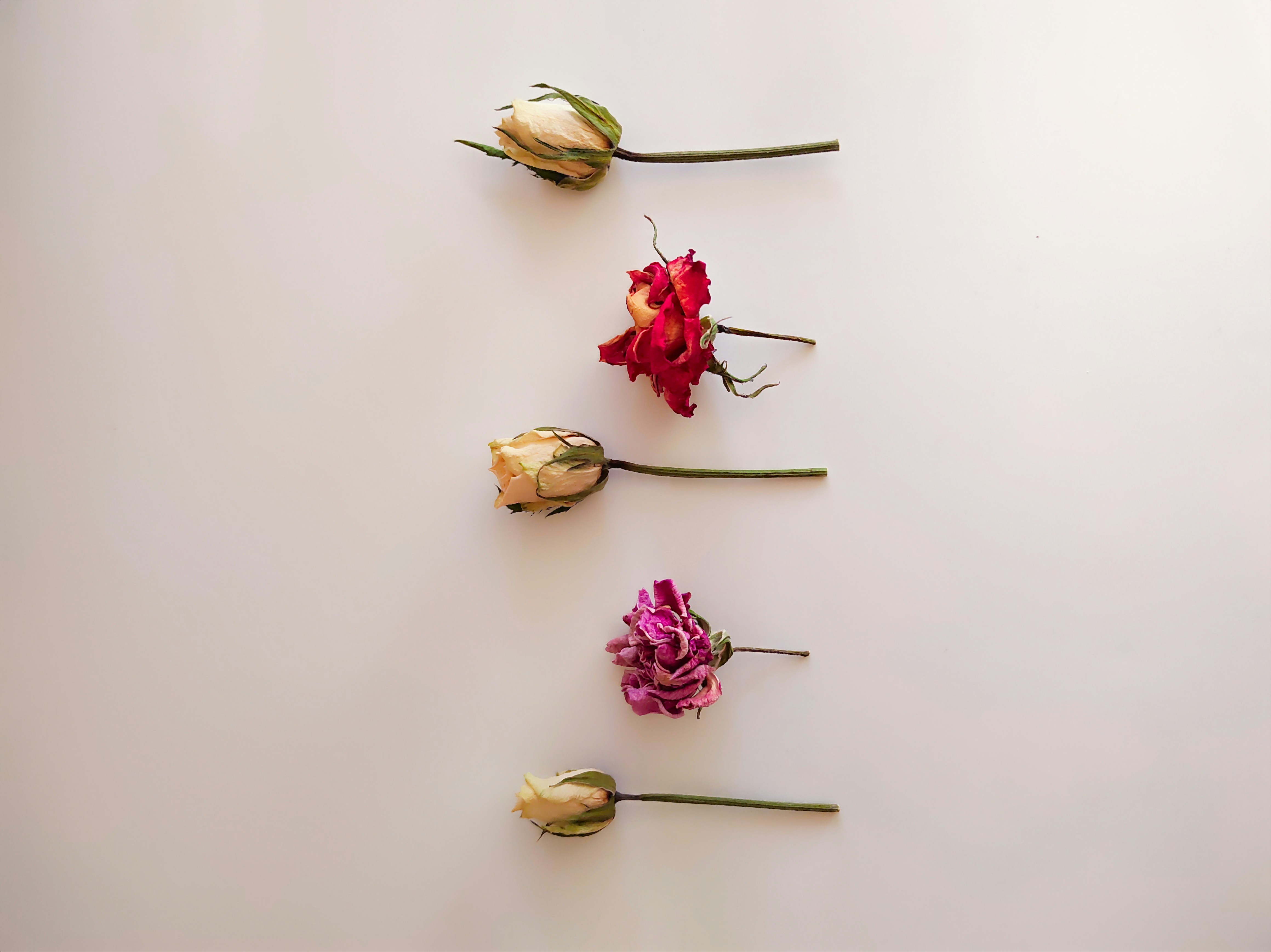 Photo by daniela_e_photography