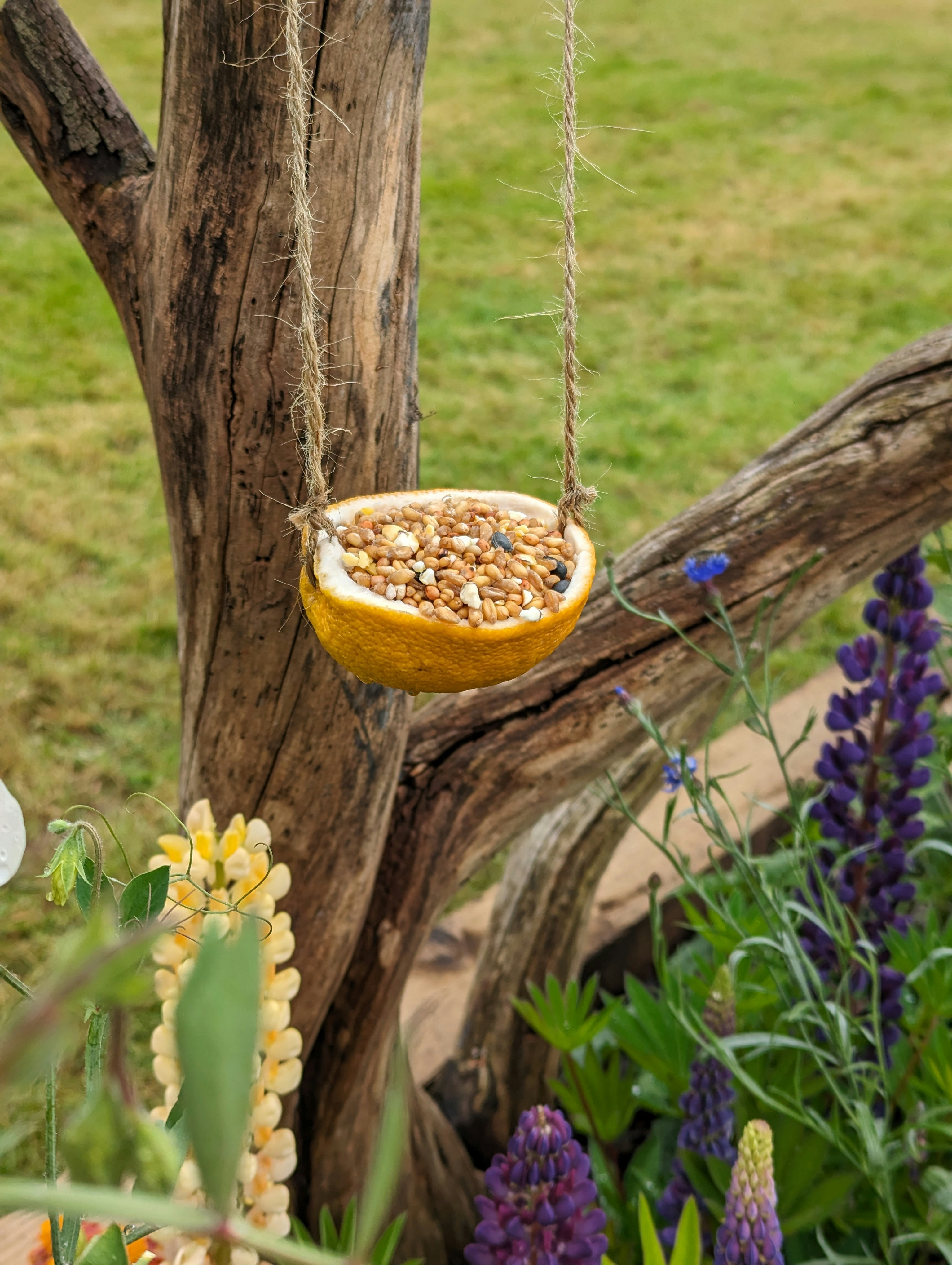 A bird feeder hanging from a tree in a garden