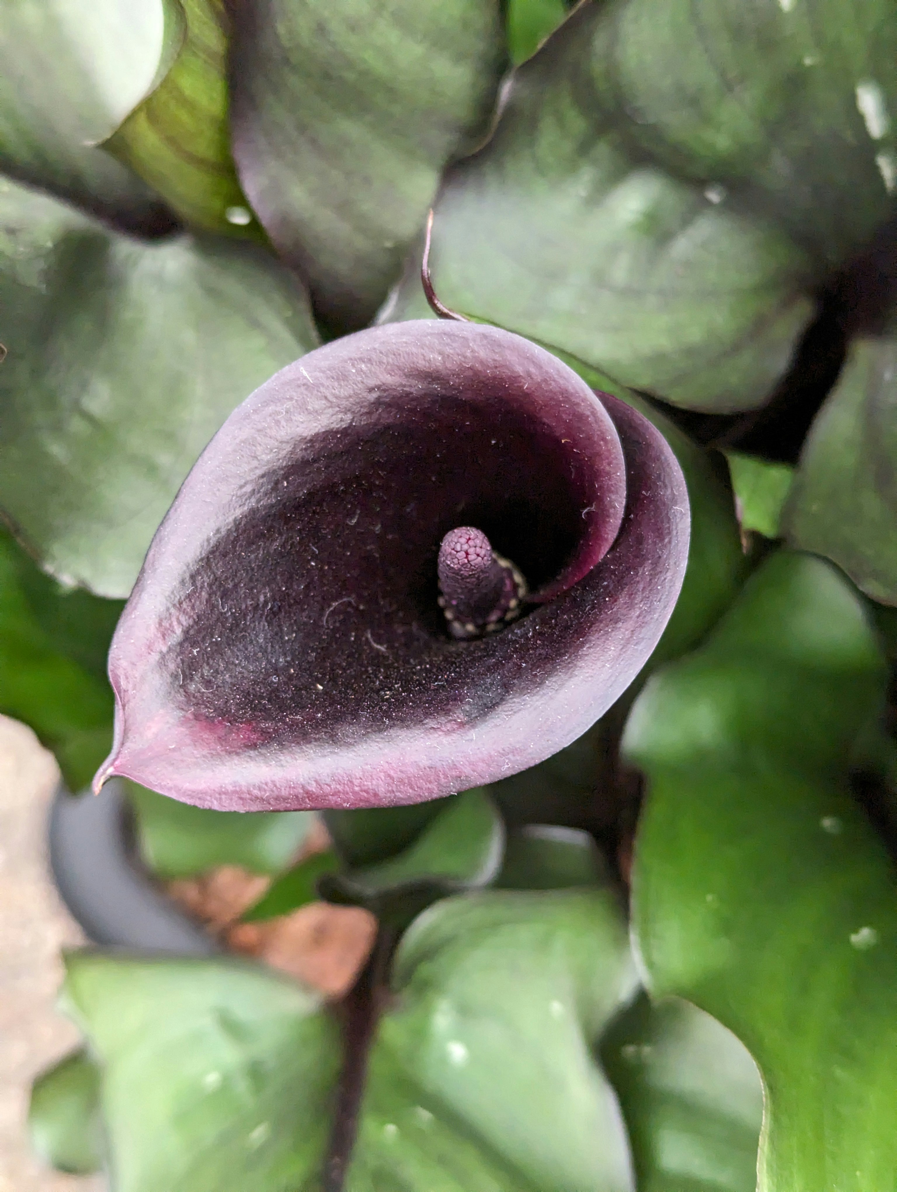 A close up of a purple flower on a plant