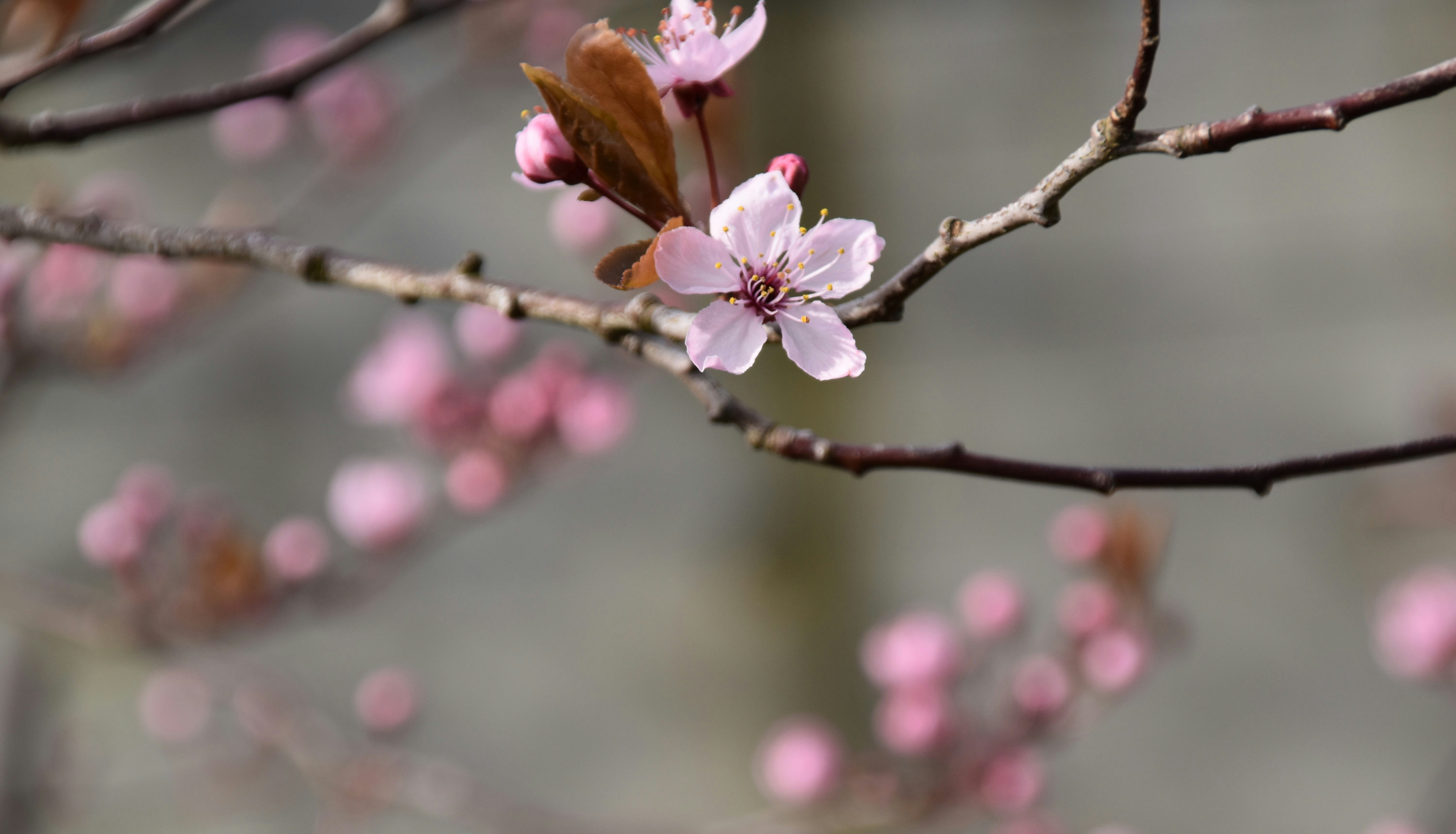 A branch of a tree with pink flowers