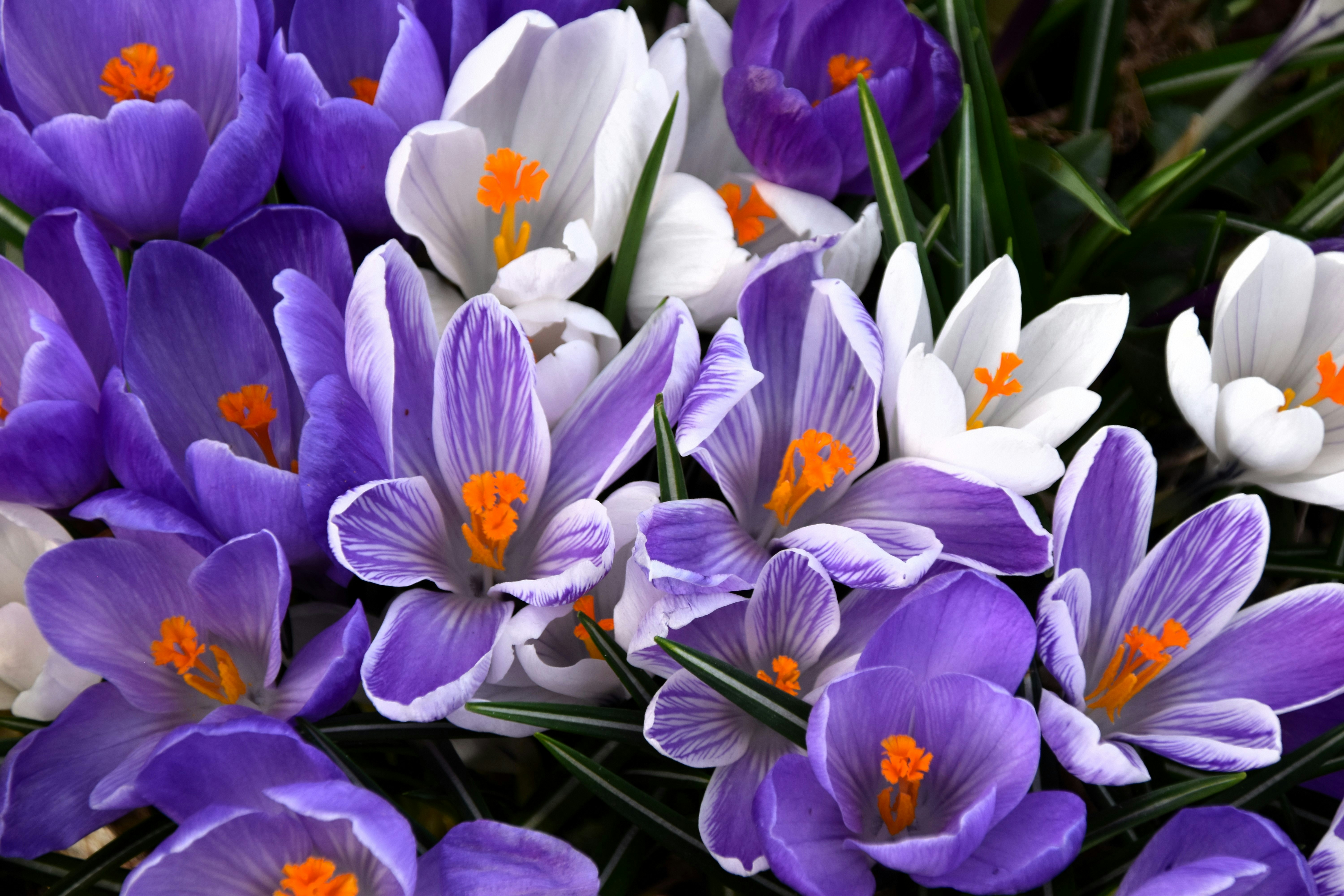 A bunch of purple and white flowers with orange centers