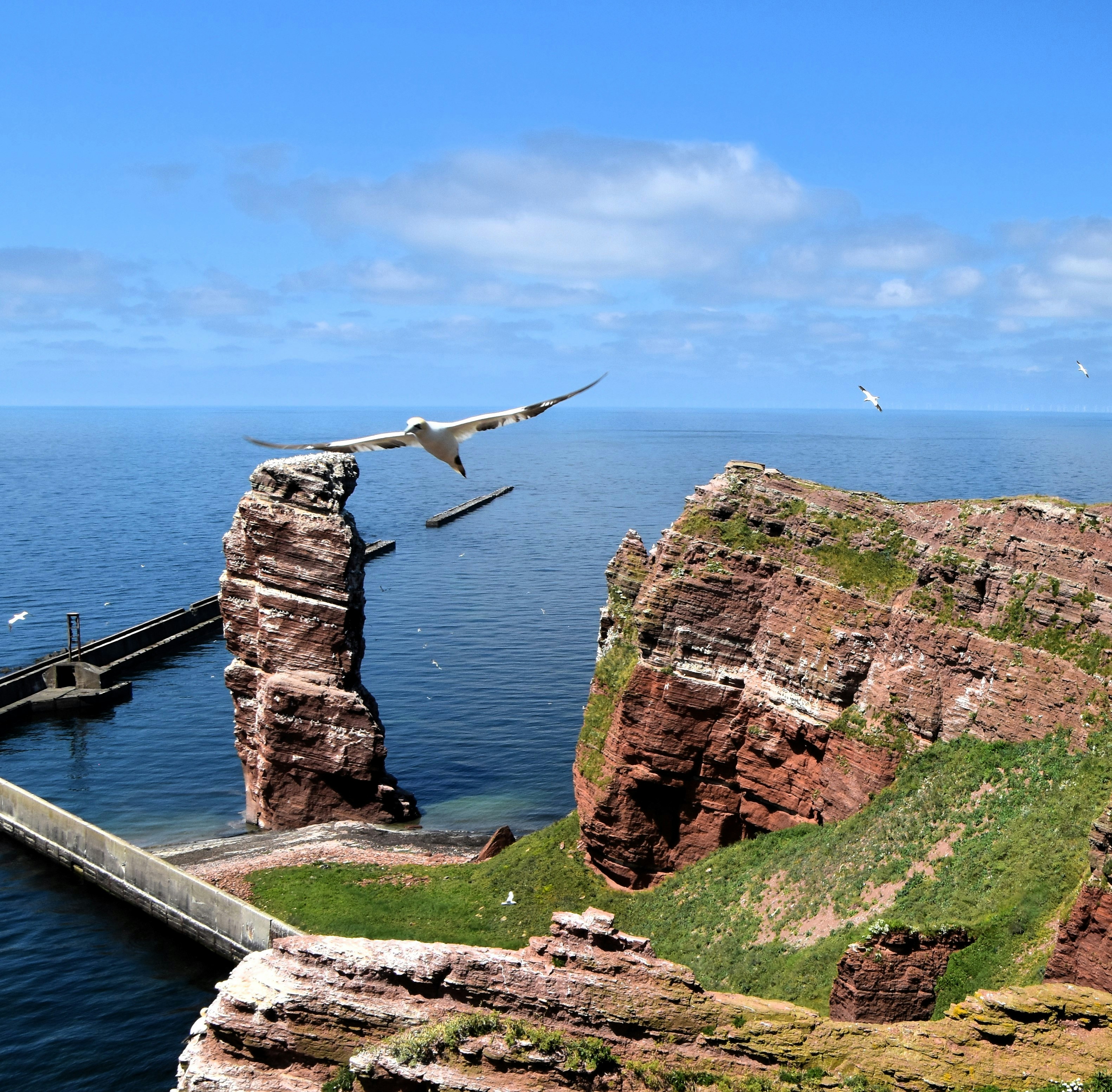 A seagull flying over the ocean near a pier