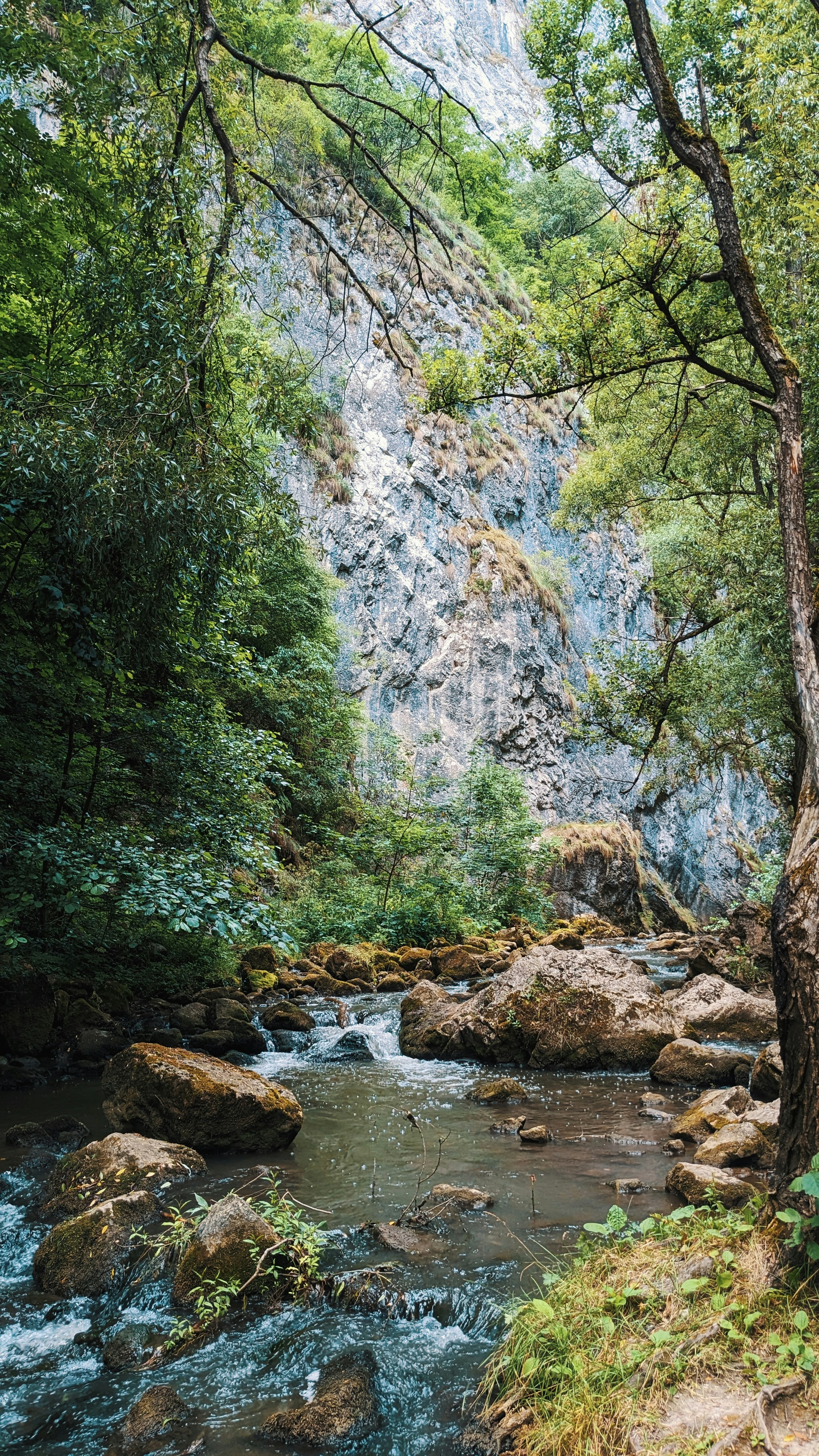 A river running through a lush green forest