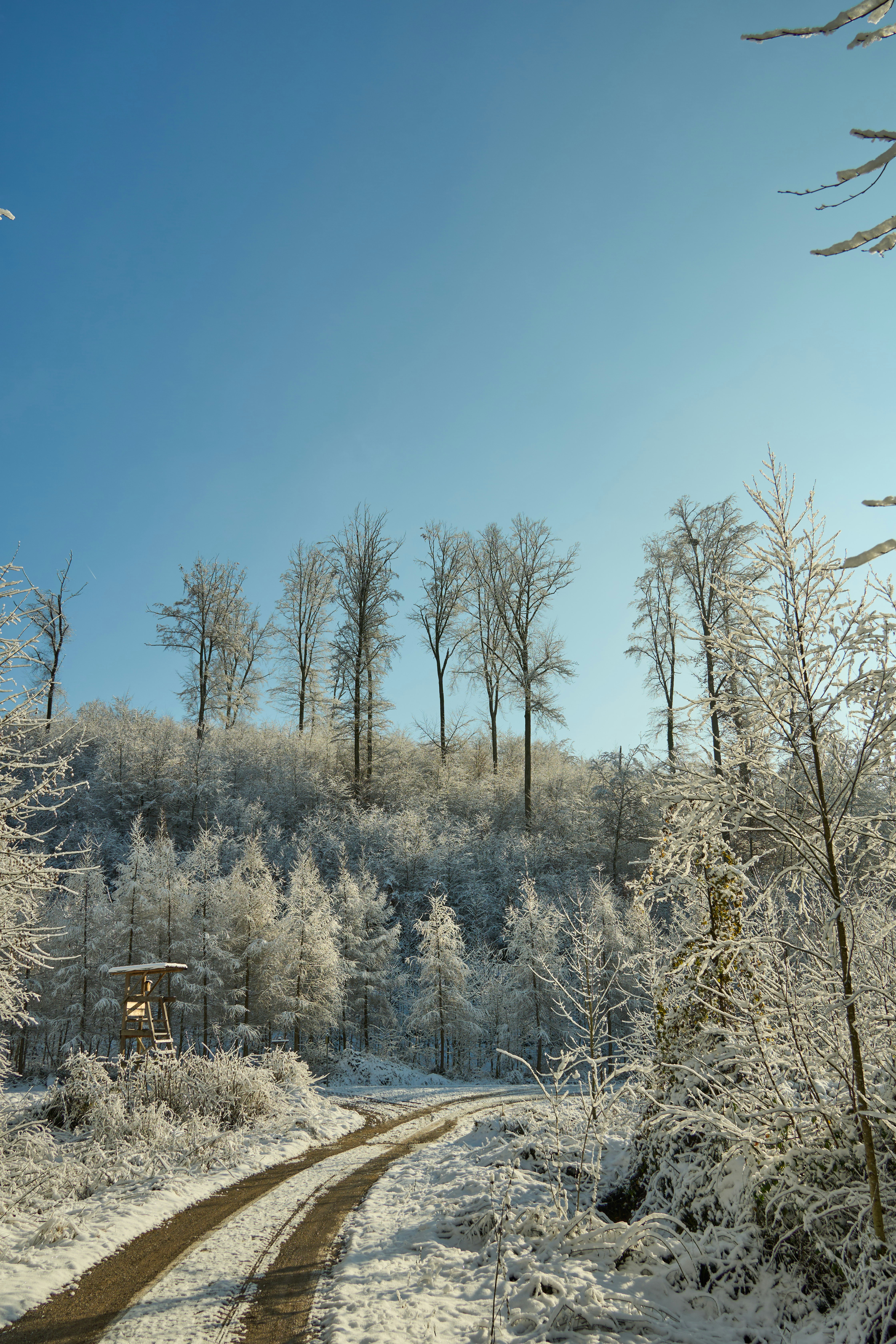 Photo by wolfgang_hasselmann