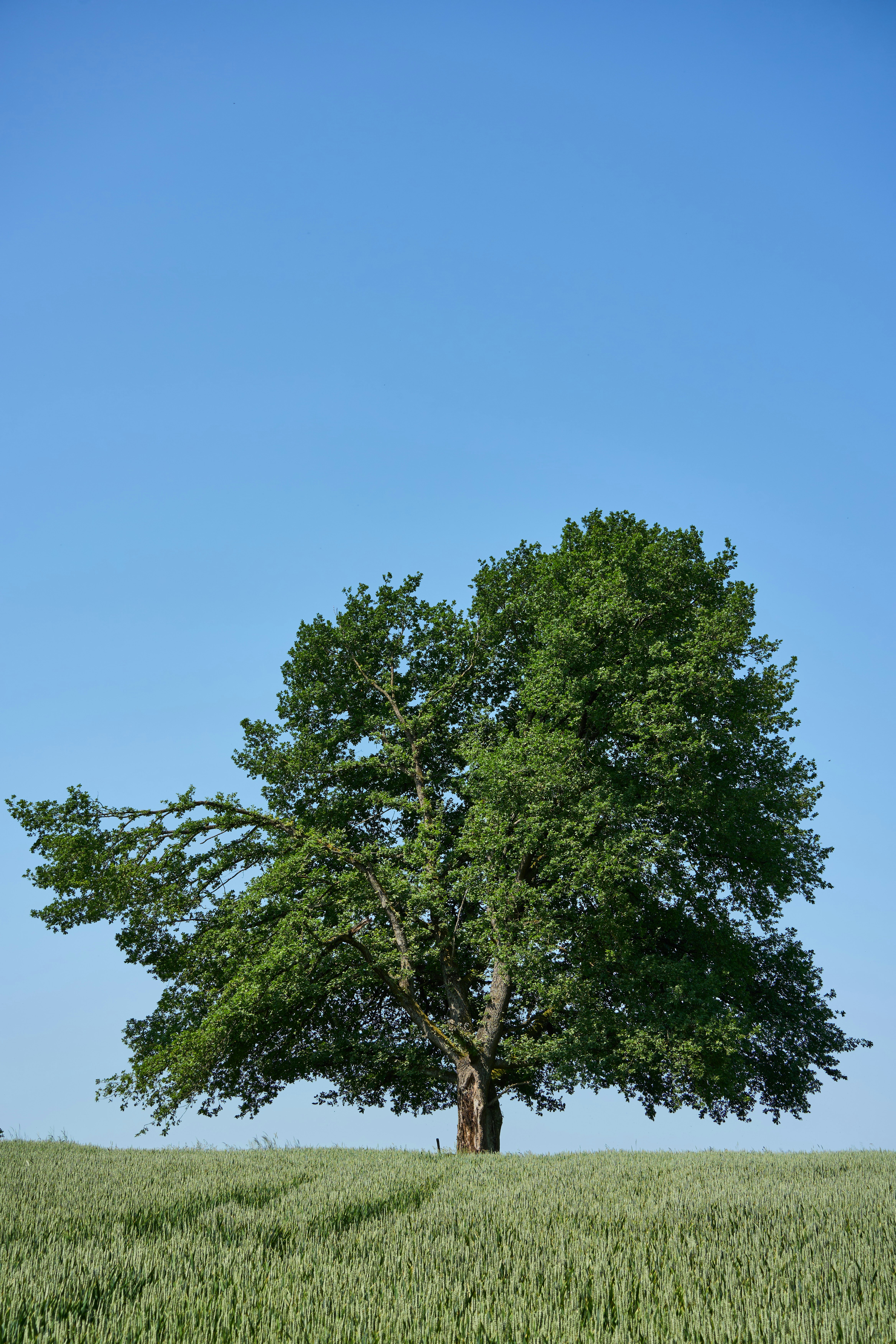 Photo by wolfgang_hasselmann