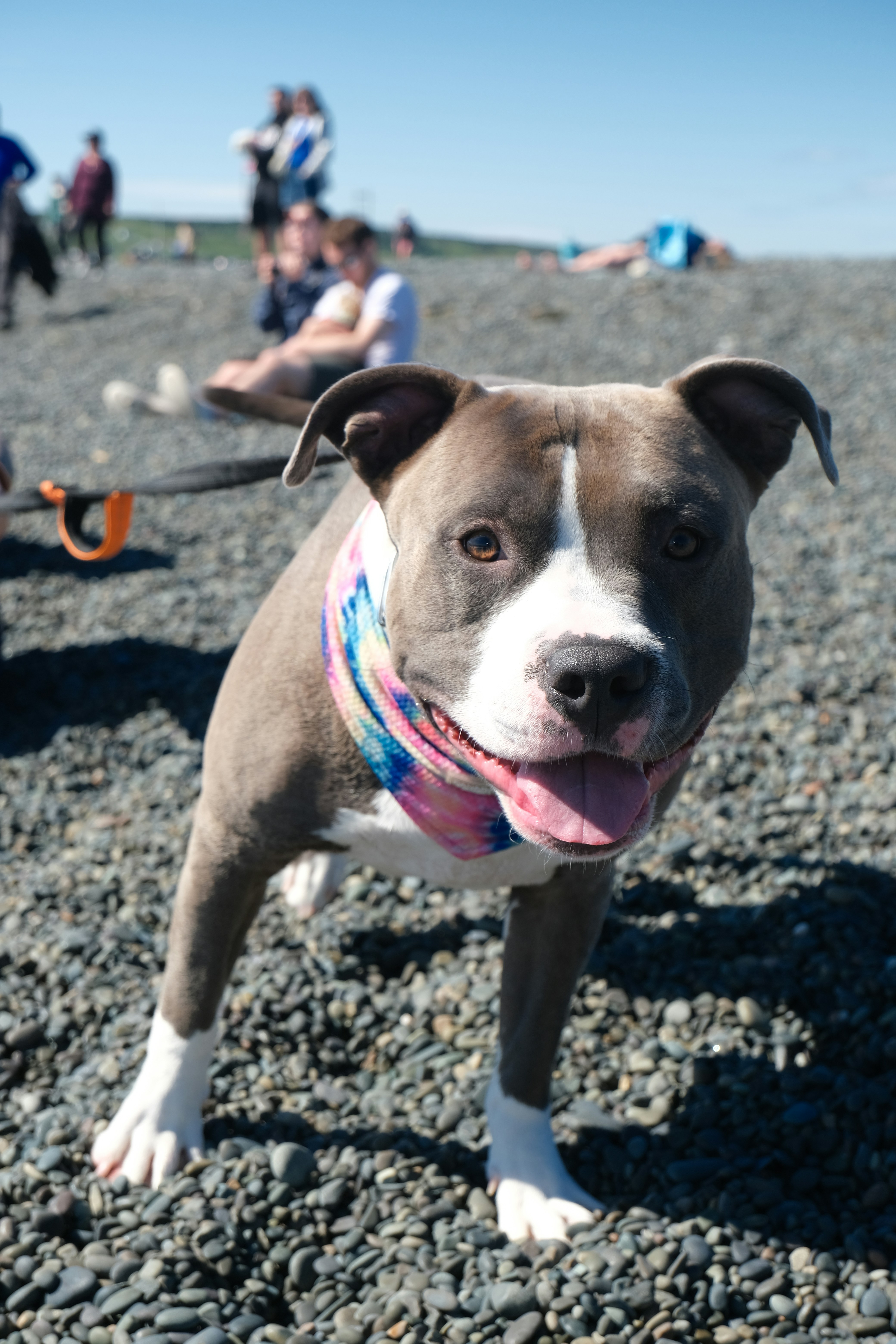 15 Boxer (image credits: unsplash)