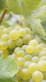 A bunch of grapes hanging from a vine