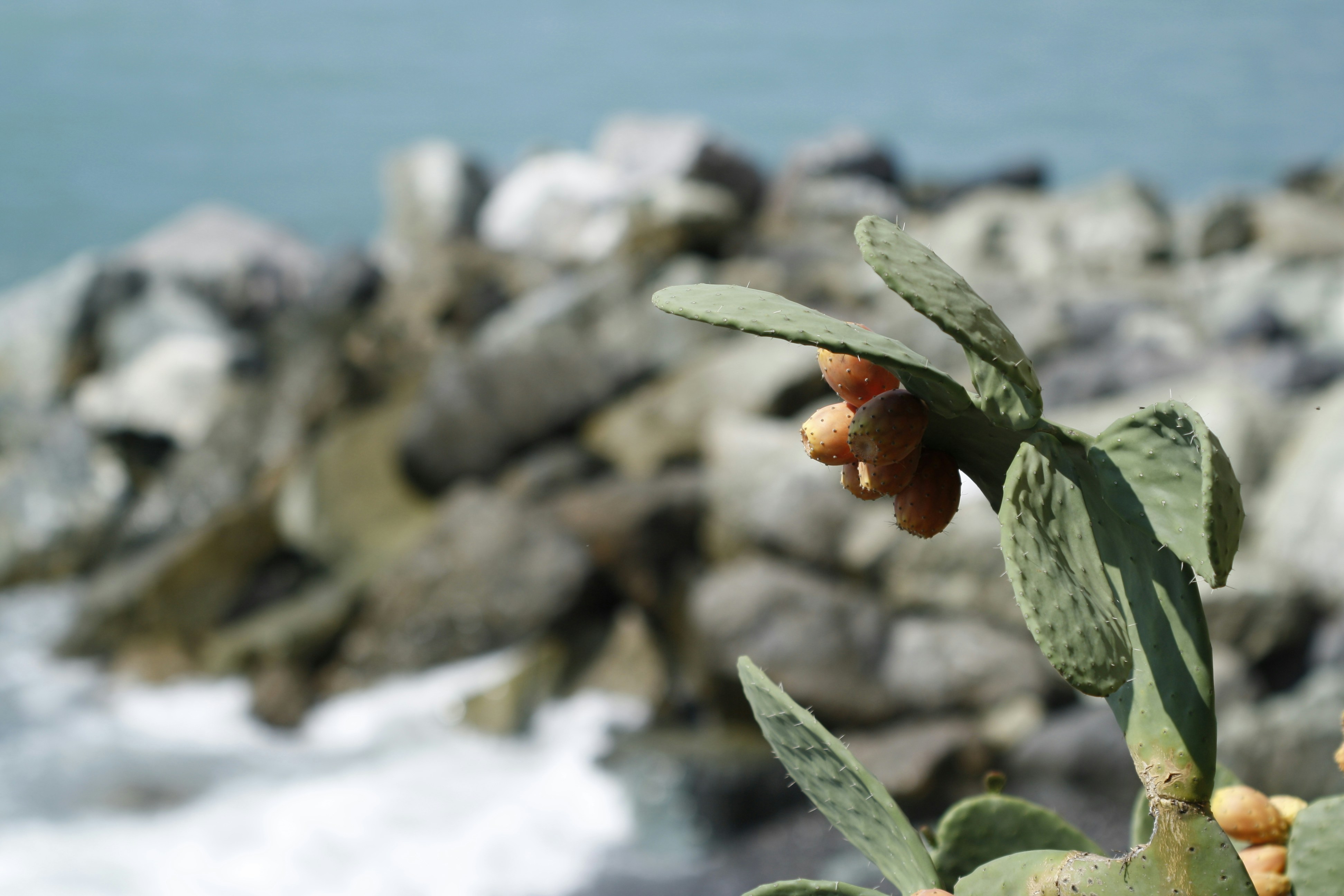 천년초 열매 분말