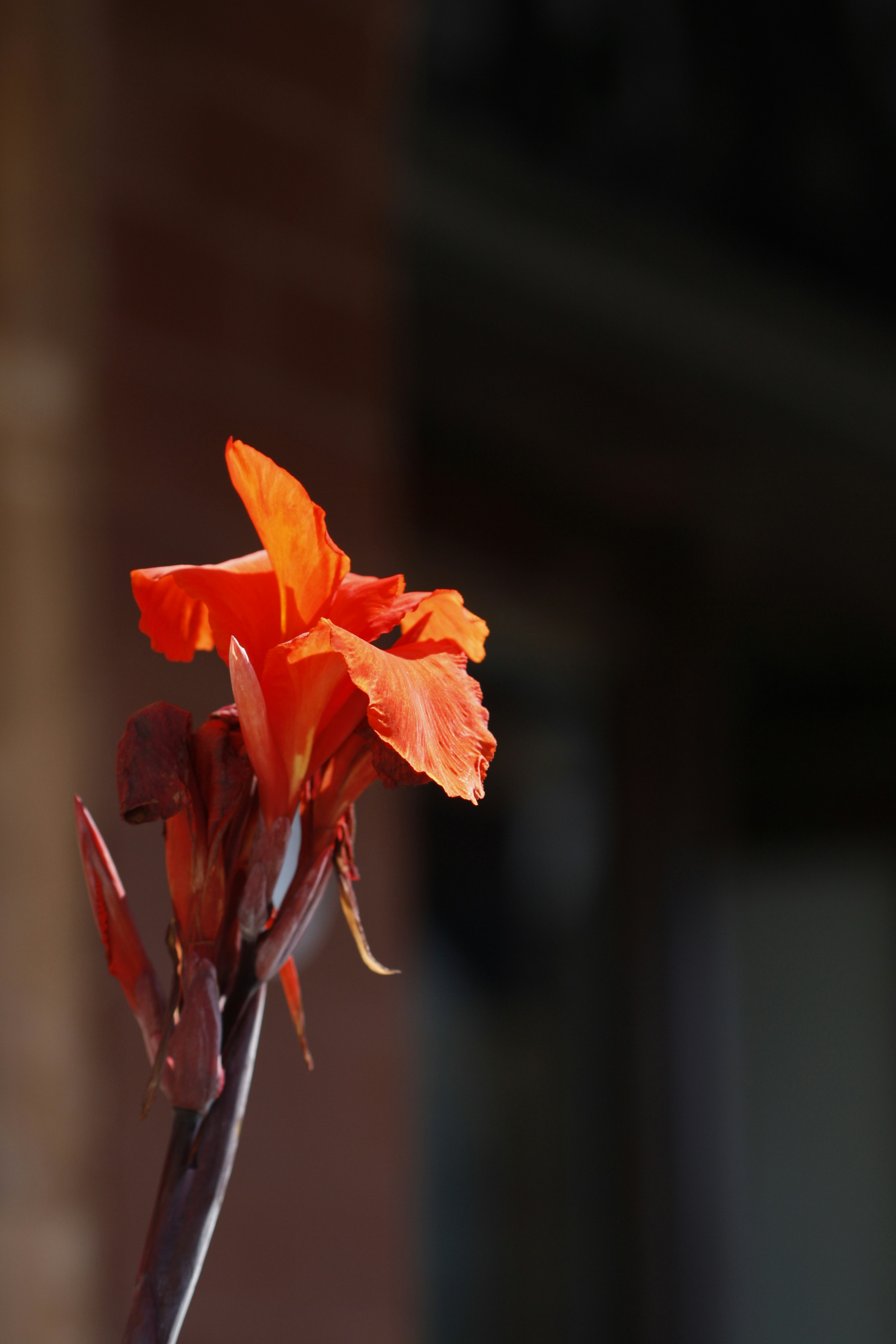 A close up of a flower in a vase