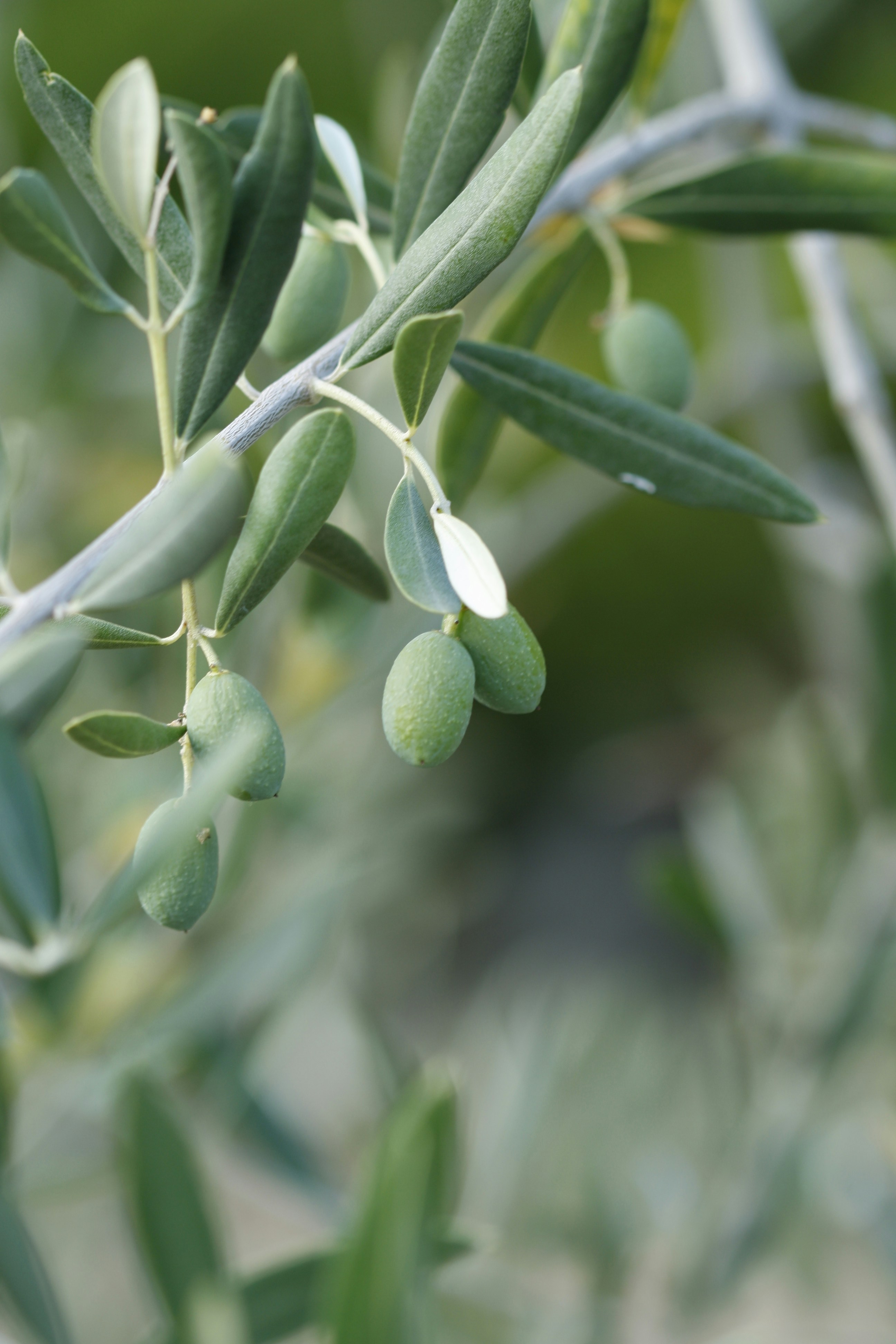 A branch of an olive tree with green leaves
