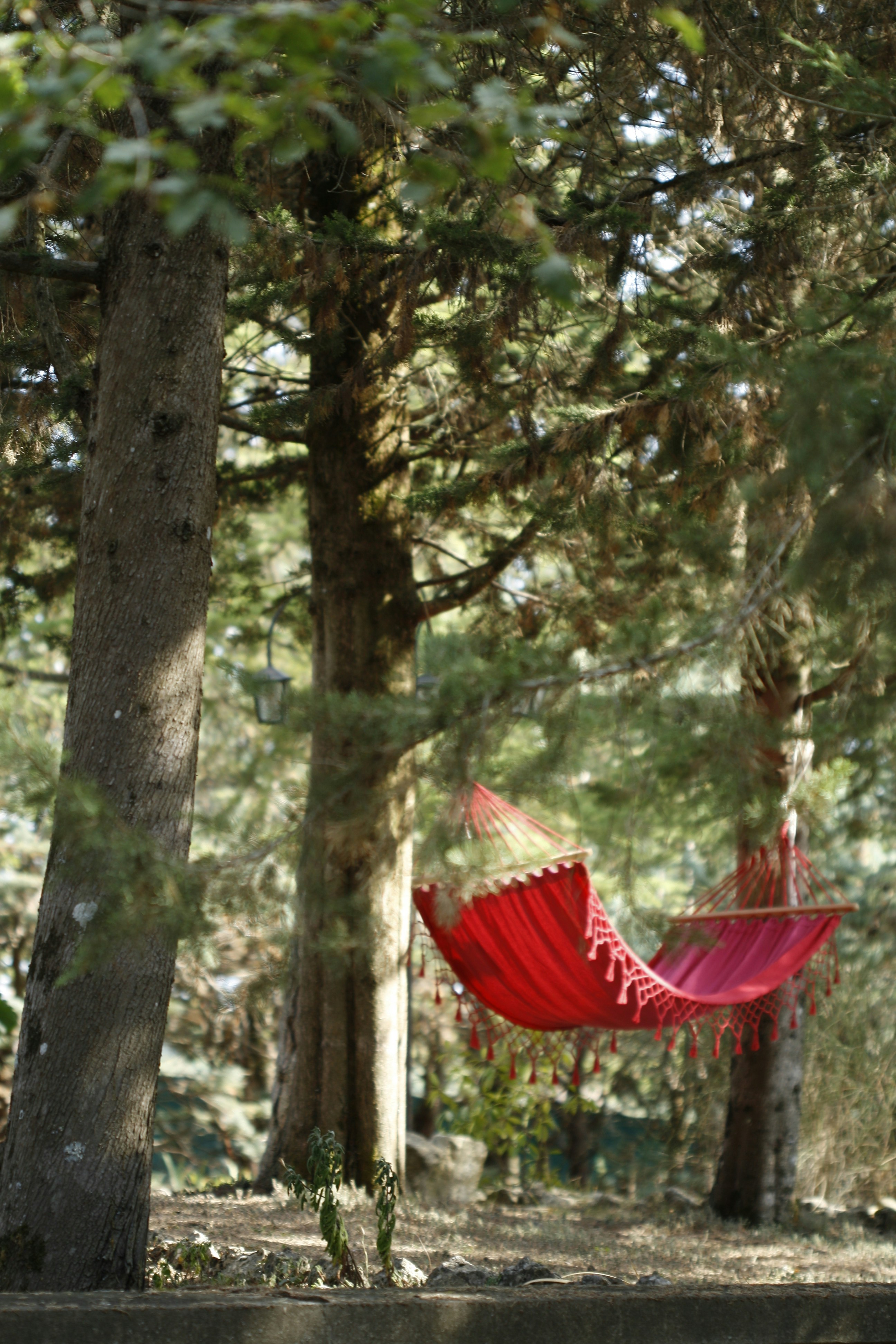 summer hammock forest, wallpaper, Bug Proof Your Hammock Setup for Summer 2