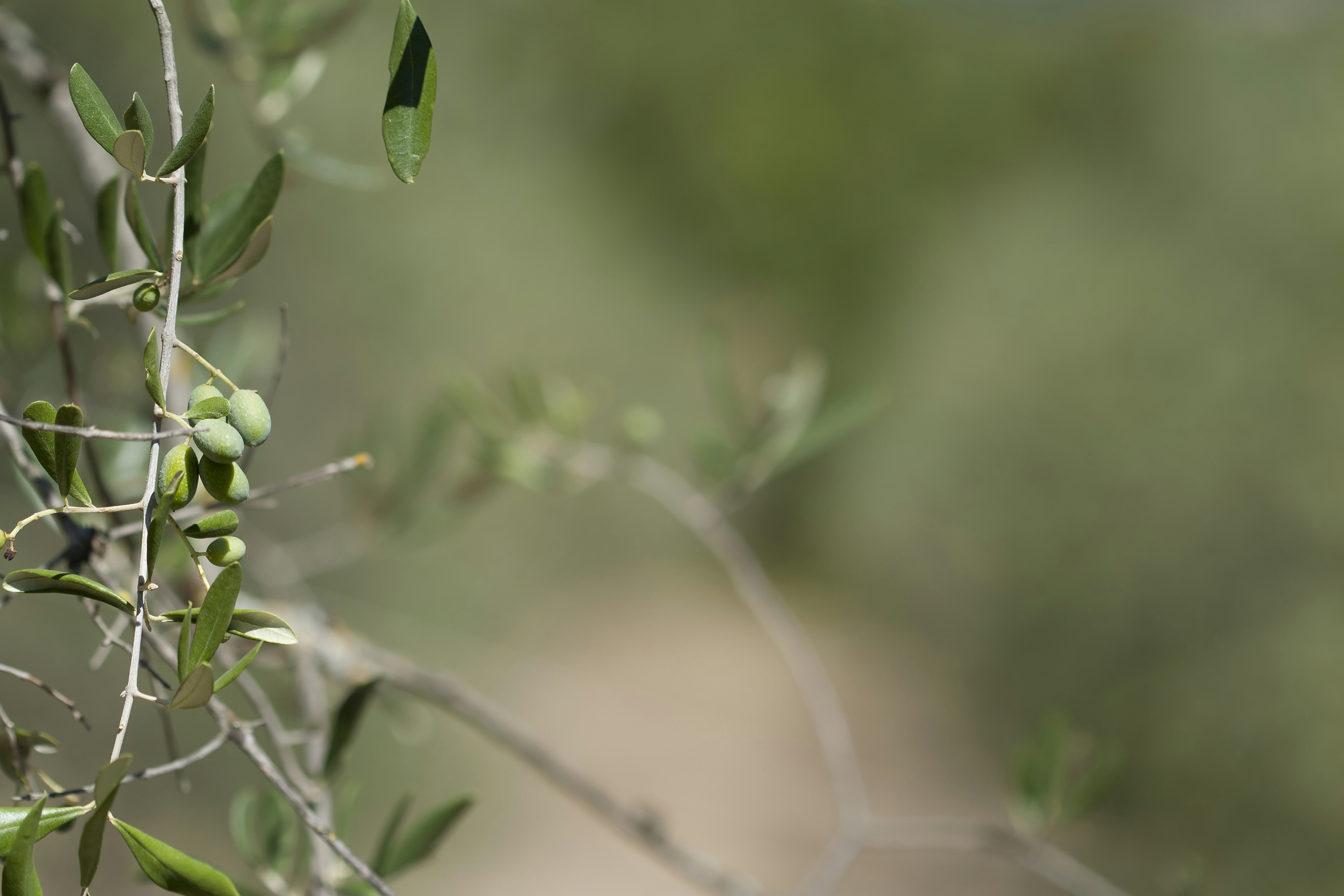A close up of a tree branch with green leaves, Olives on olive tree. Farm in Tuscany Italy