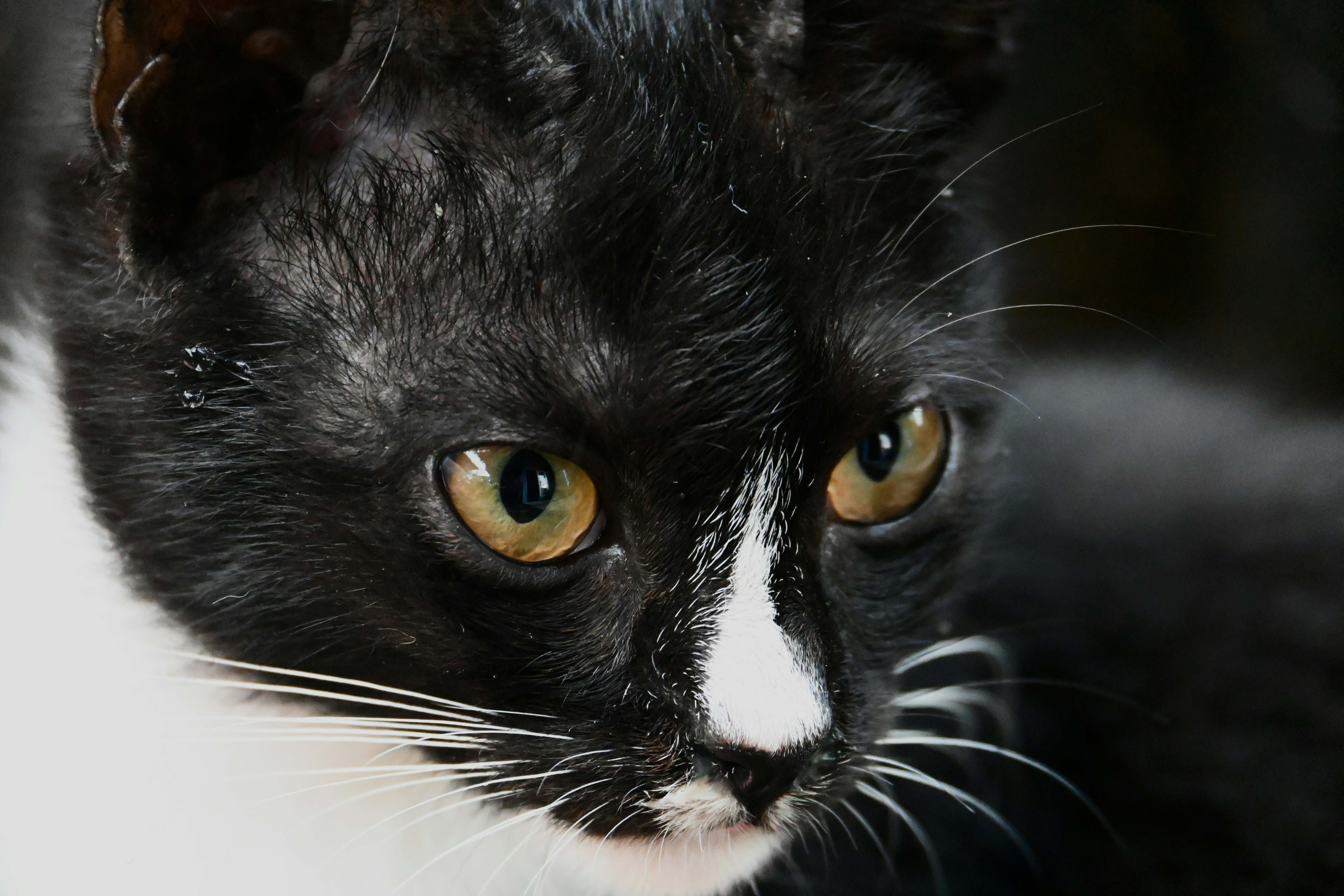 A black and white cat with yellow eyes