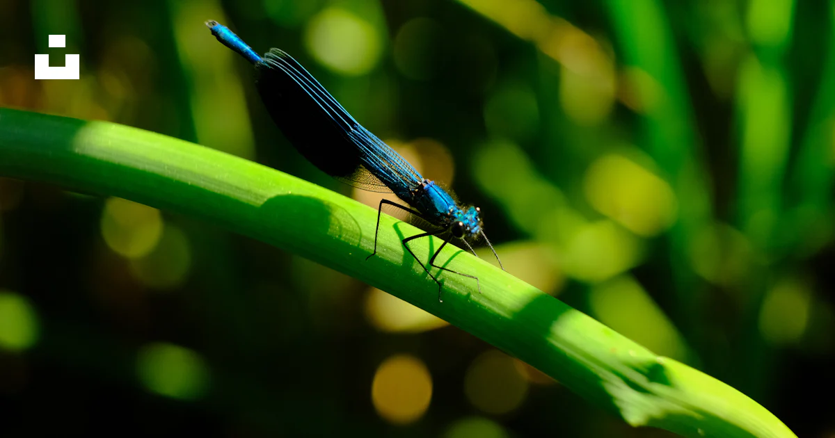 A small blue insect sitting on top of a green plant photo – Free Киров ...