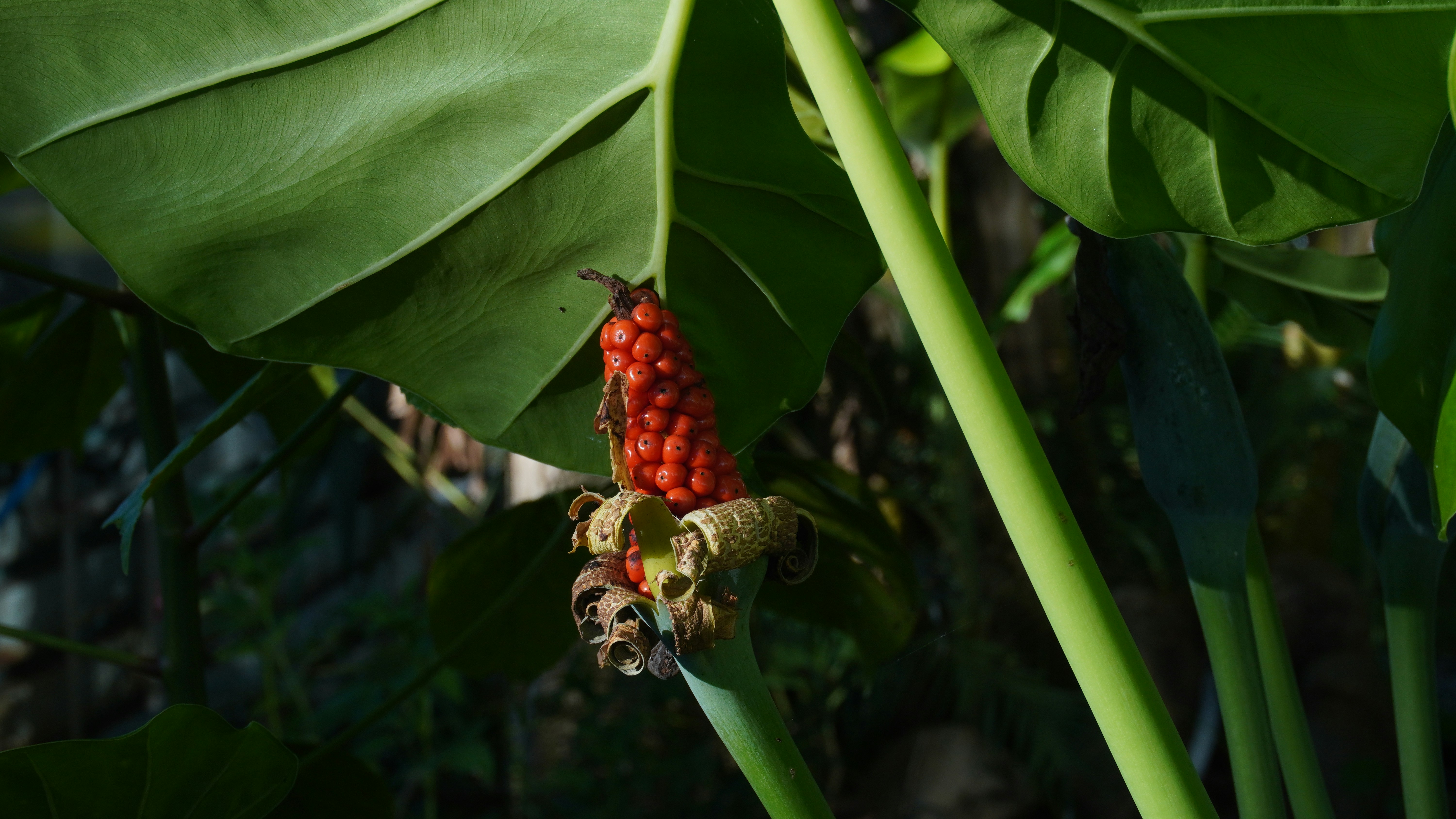 Photo by tristan9527