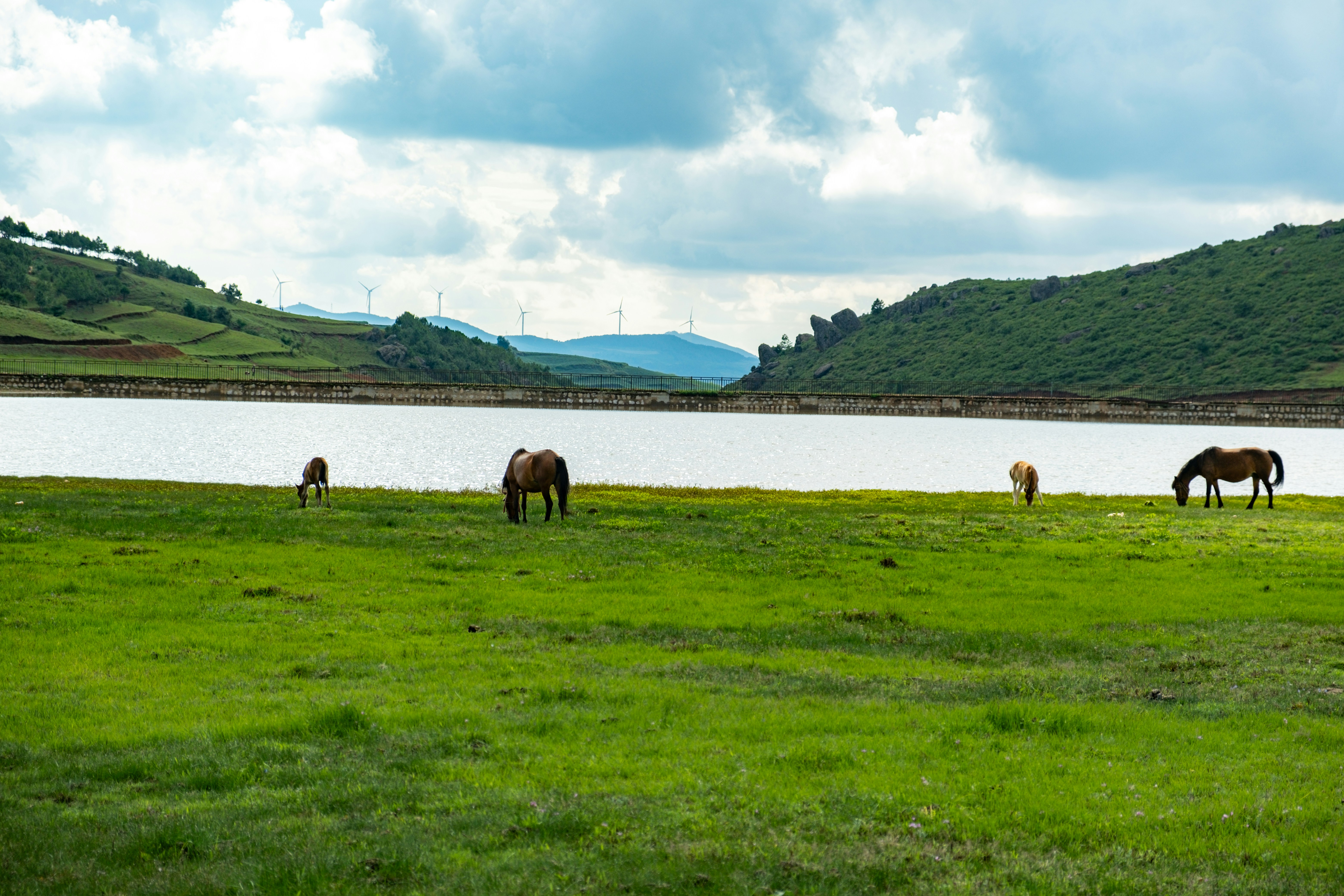 A group of horses grazing on a lush green field