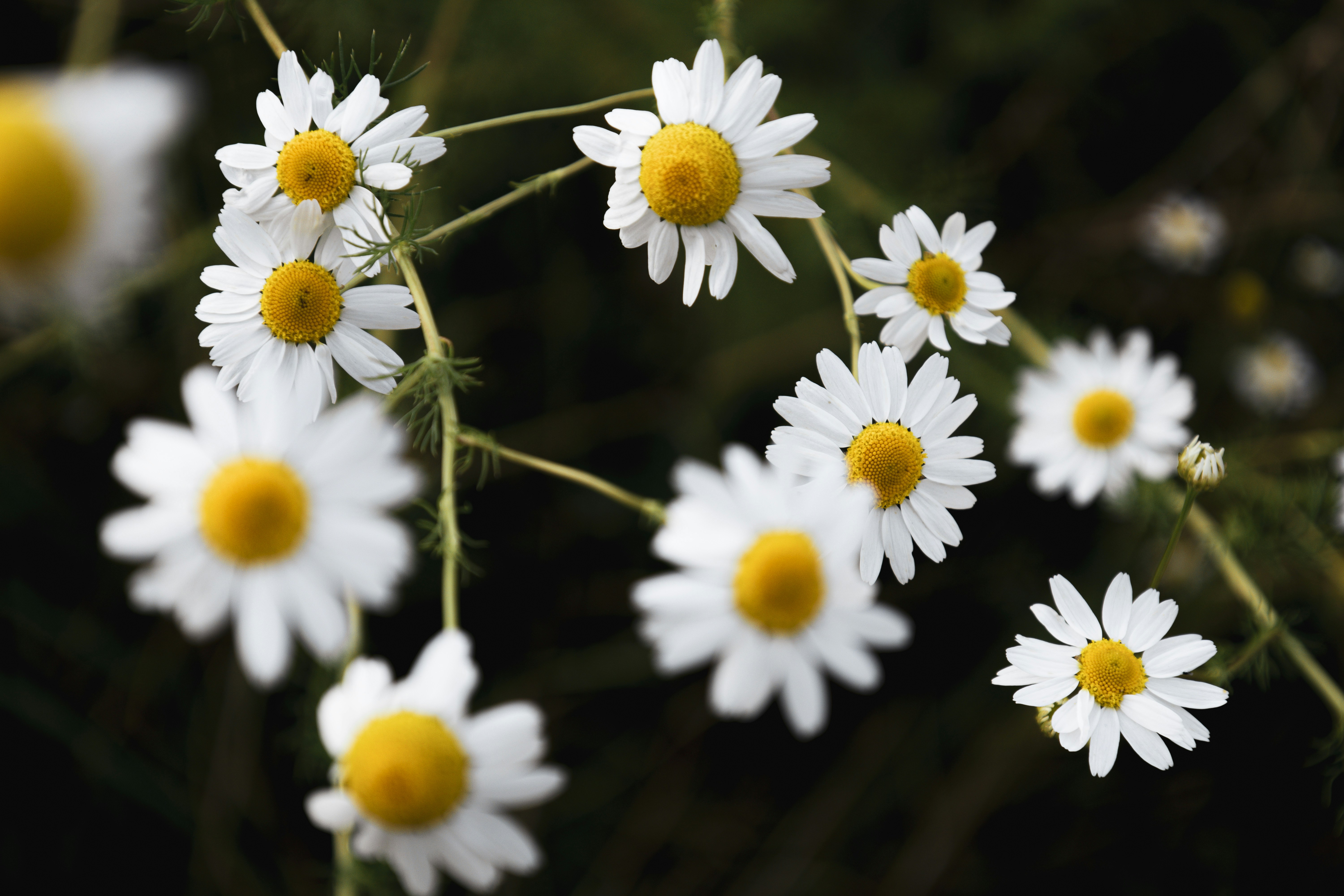 Photo by anna_c_wilhelm