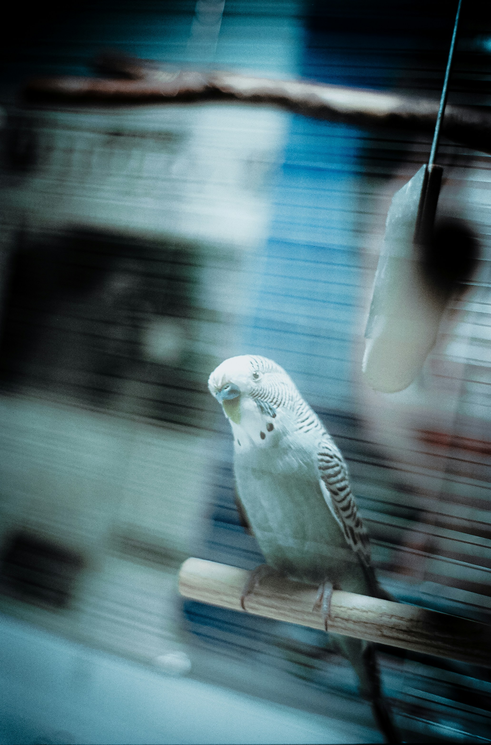 A white bird perched on a wooden perch