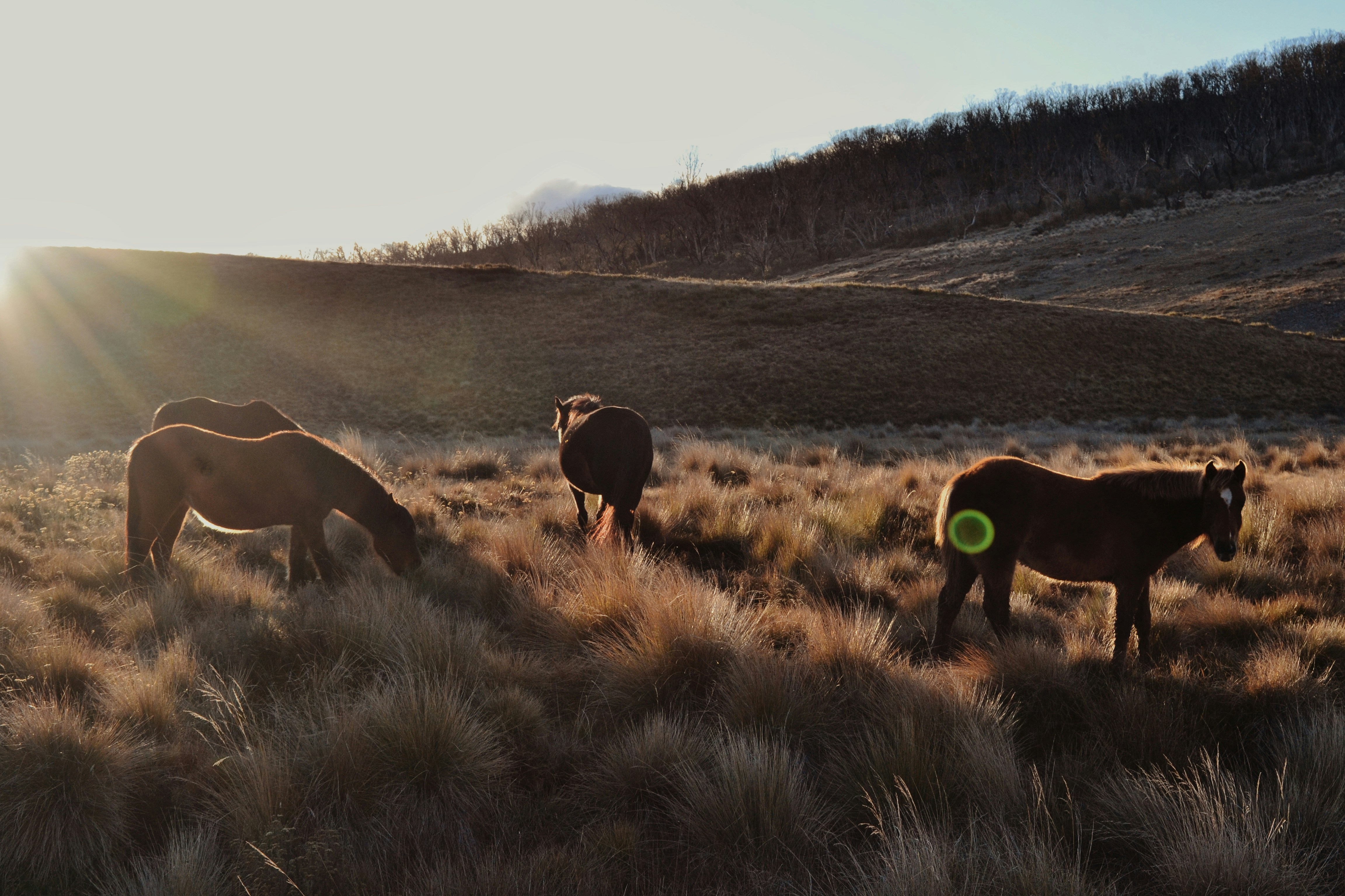 A group of horses grazing in a field