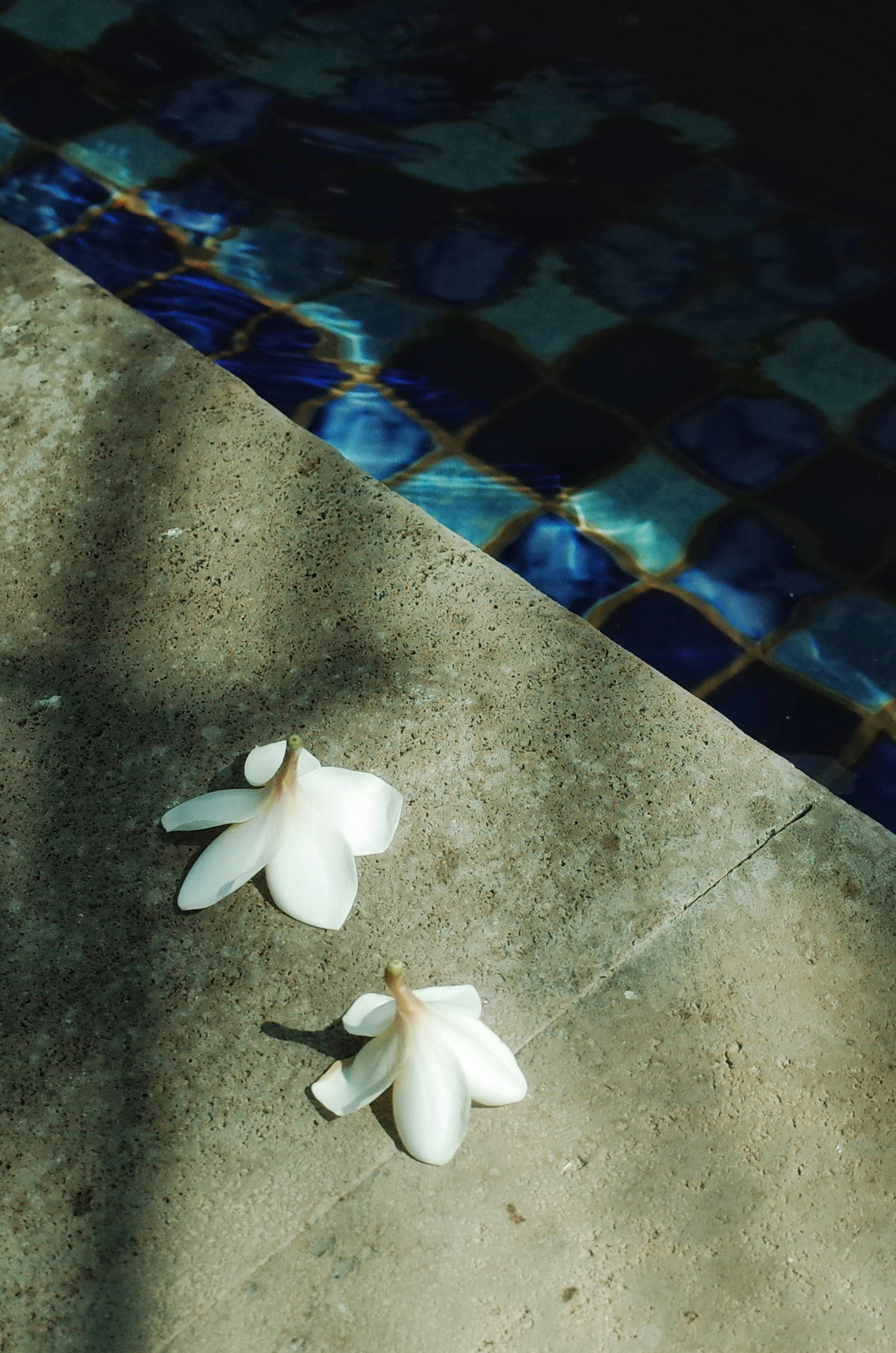 A couple of white flowers sitting on top of a tiled floor