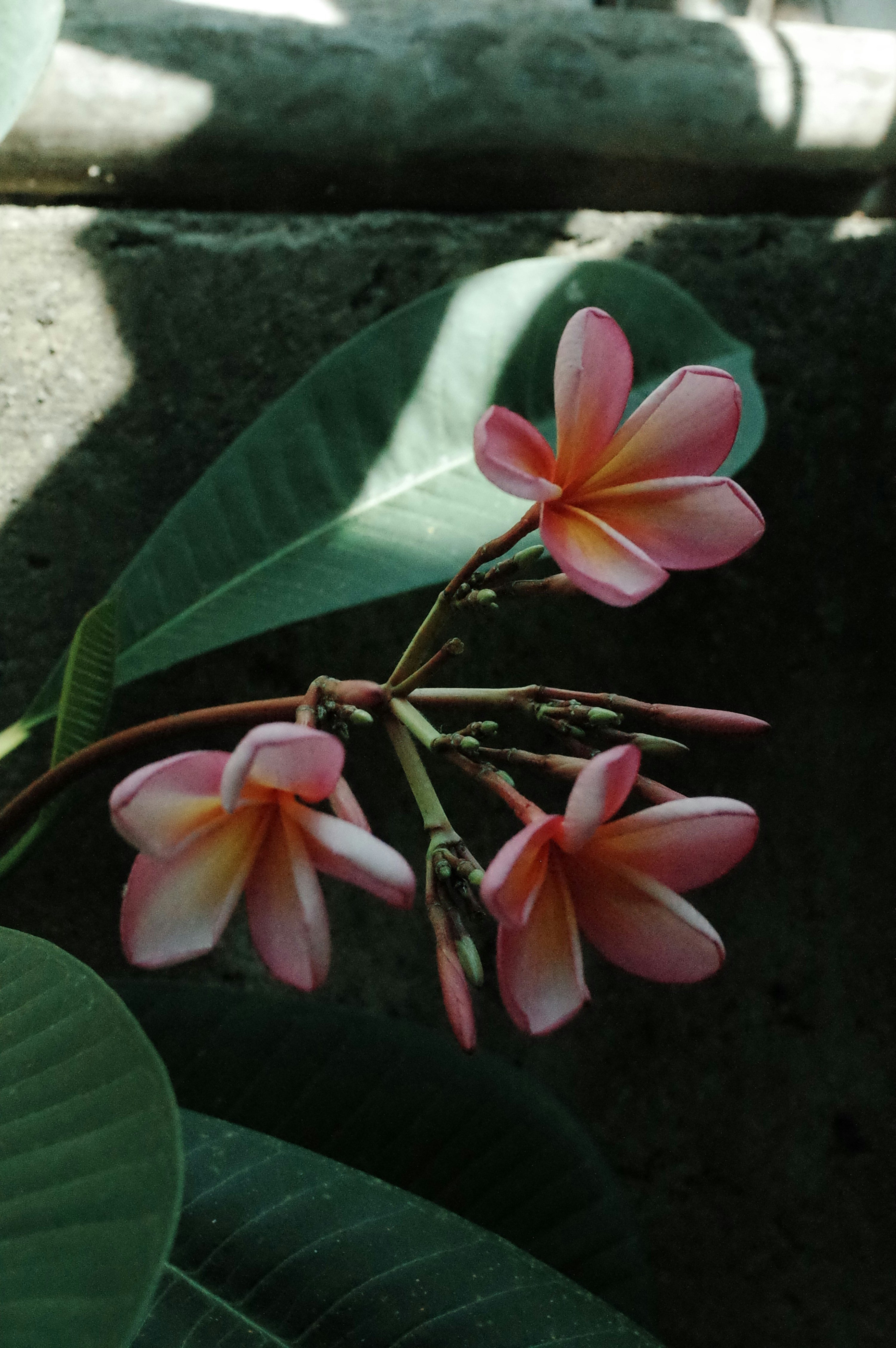 A pink flower with green leaves on a sunny day