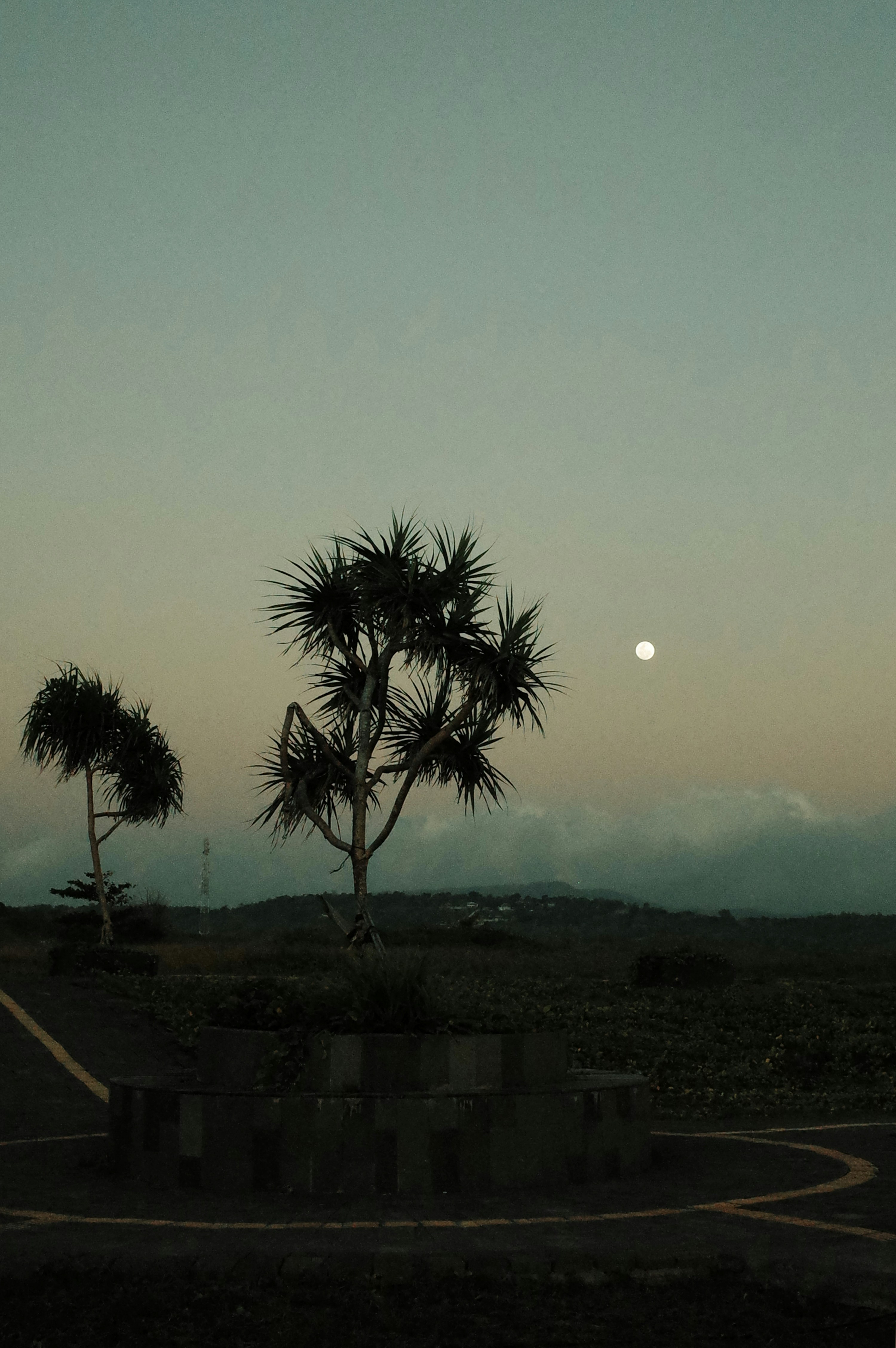 A full moon is seen in the distance behind some palm trees