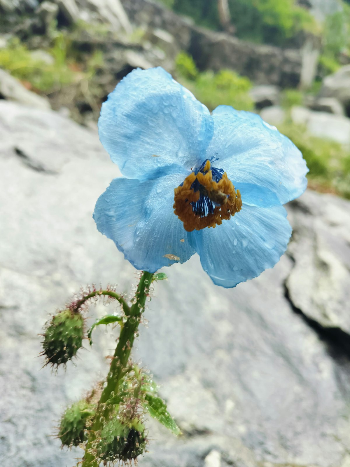 Alpine meadow with wildflowers at Dayara Bugyal trek