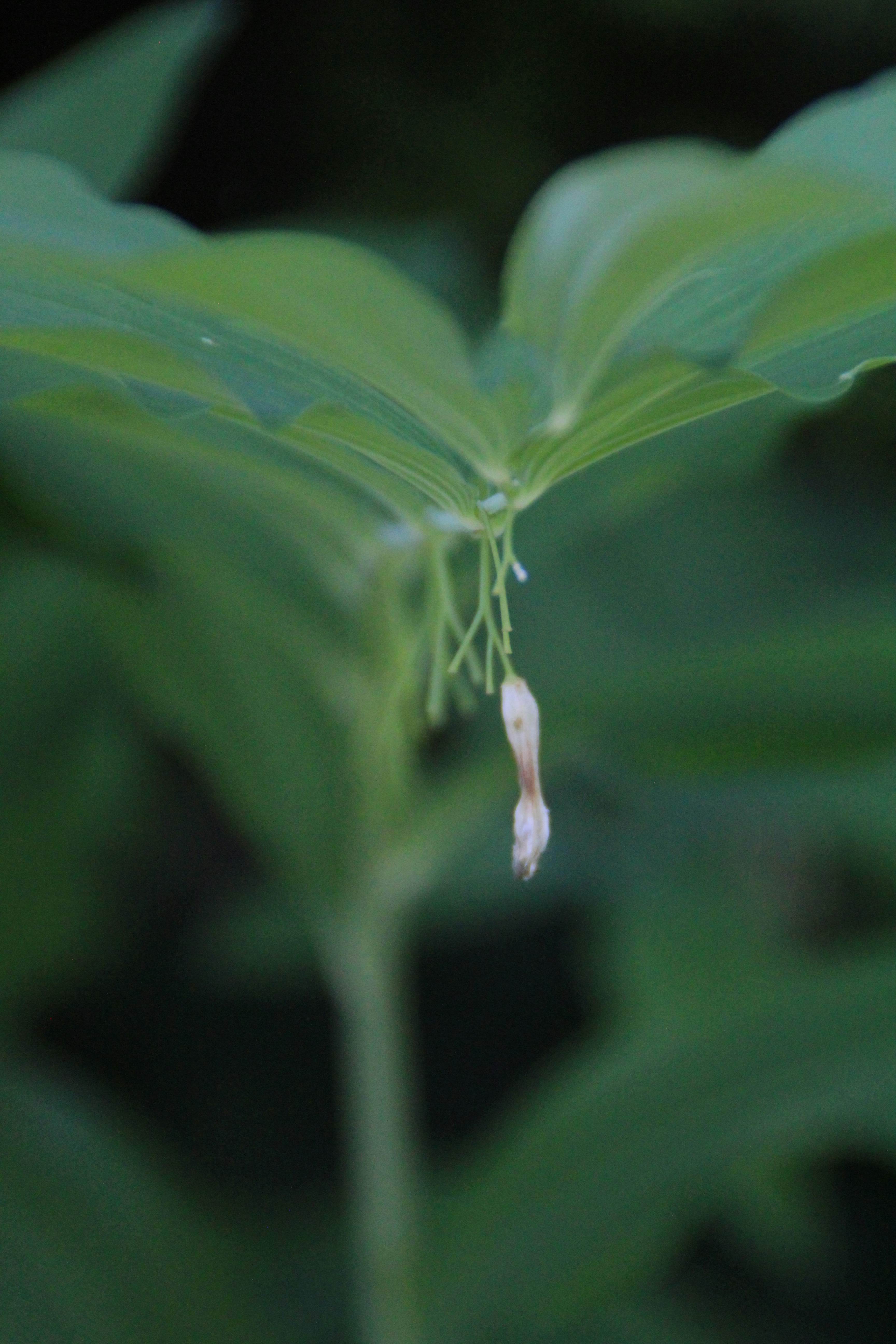 A close up of a green leaf with a white flower