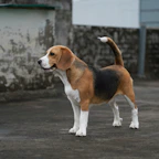 A beagle dog standing in the middle of a parking lot