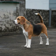 A beagle dog standing in the middle of a parking lot