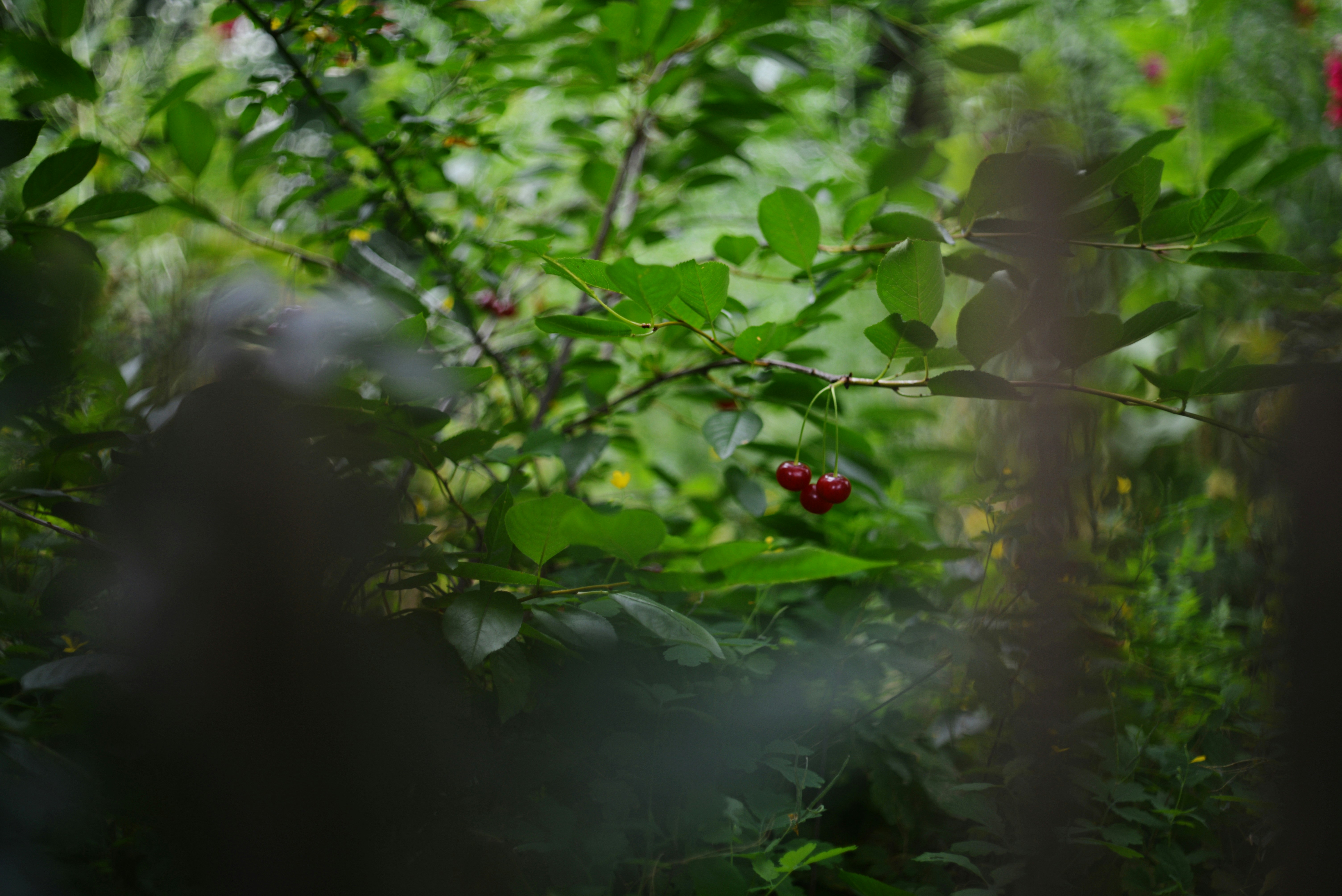 Photo by cherstve_pechivo