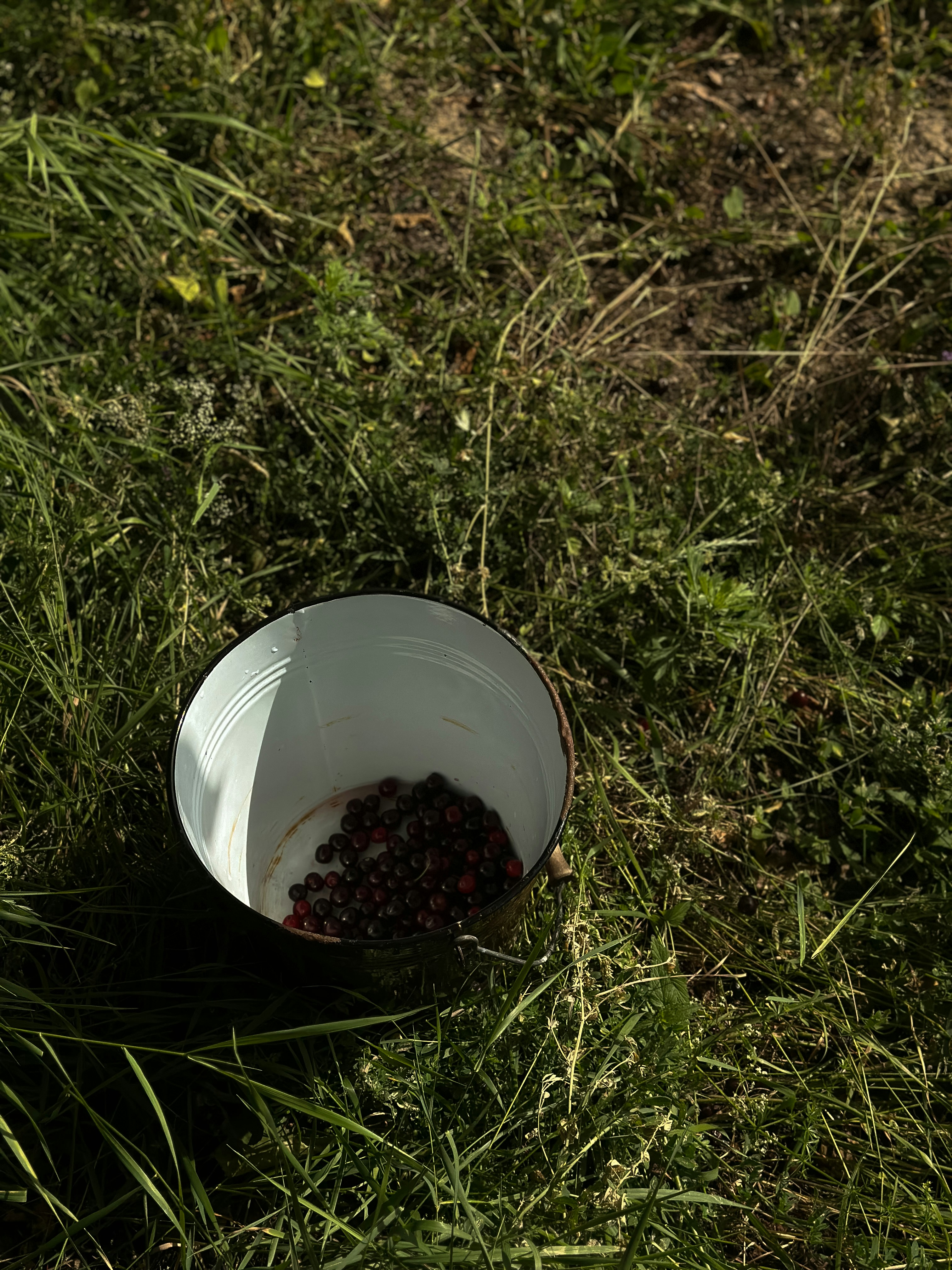 A white bowl filled with berries sitting on top of a grass covered field