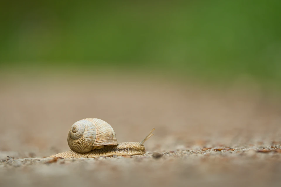 The image shows a small snail making its way across a dirt path. The snail is brown and white, with a spiral shell that adds to its unique appearance. It's positioned on the right side of the frame, moving towards the left. The background is blurred, suggesting an outdoor setting such as a garden or park.