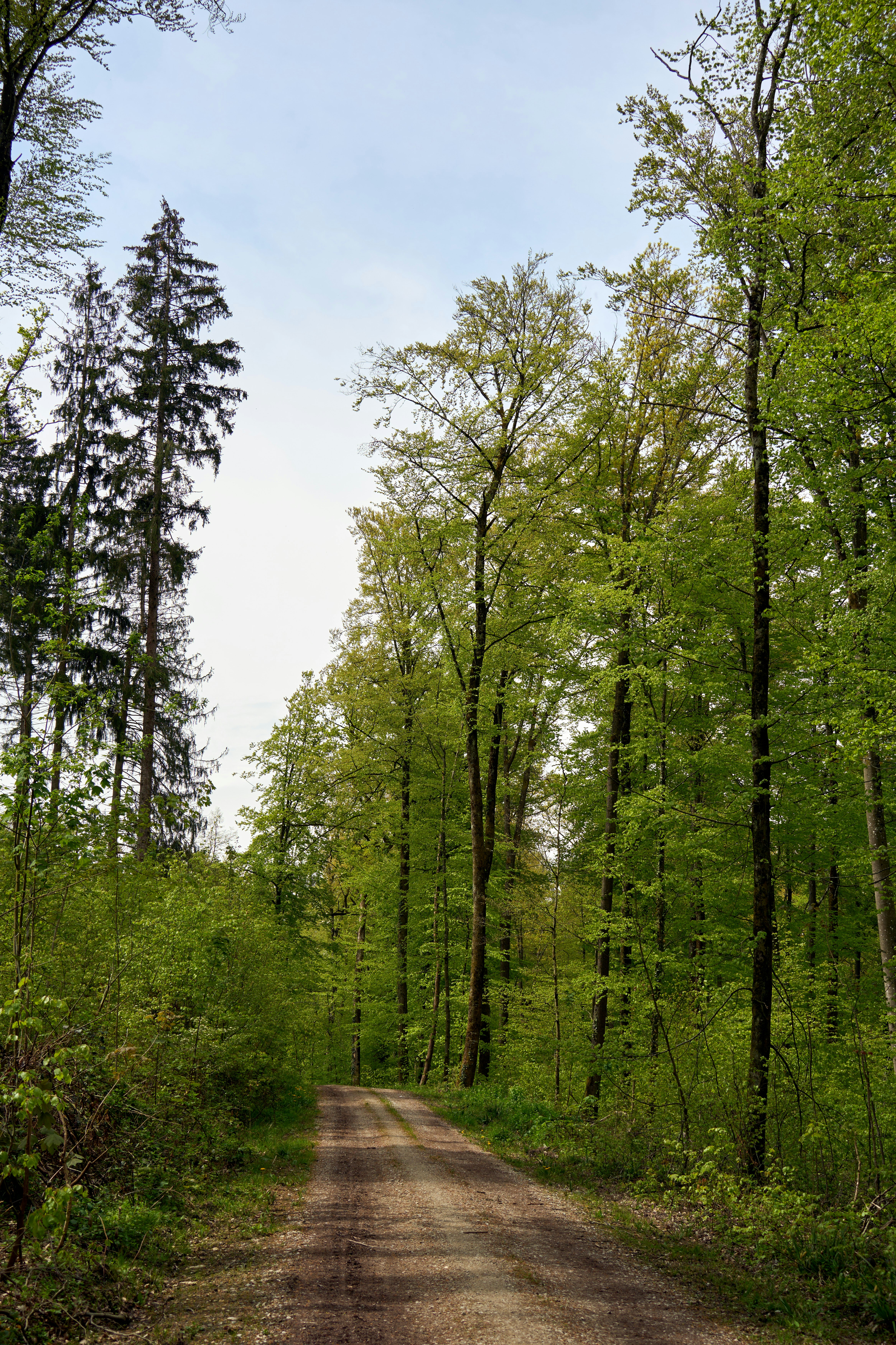 Photo by wolfgang_hasselmann