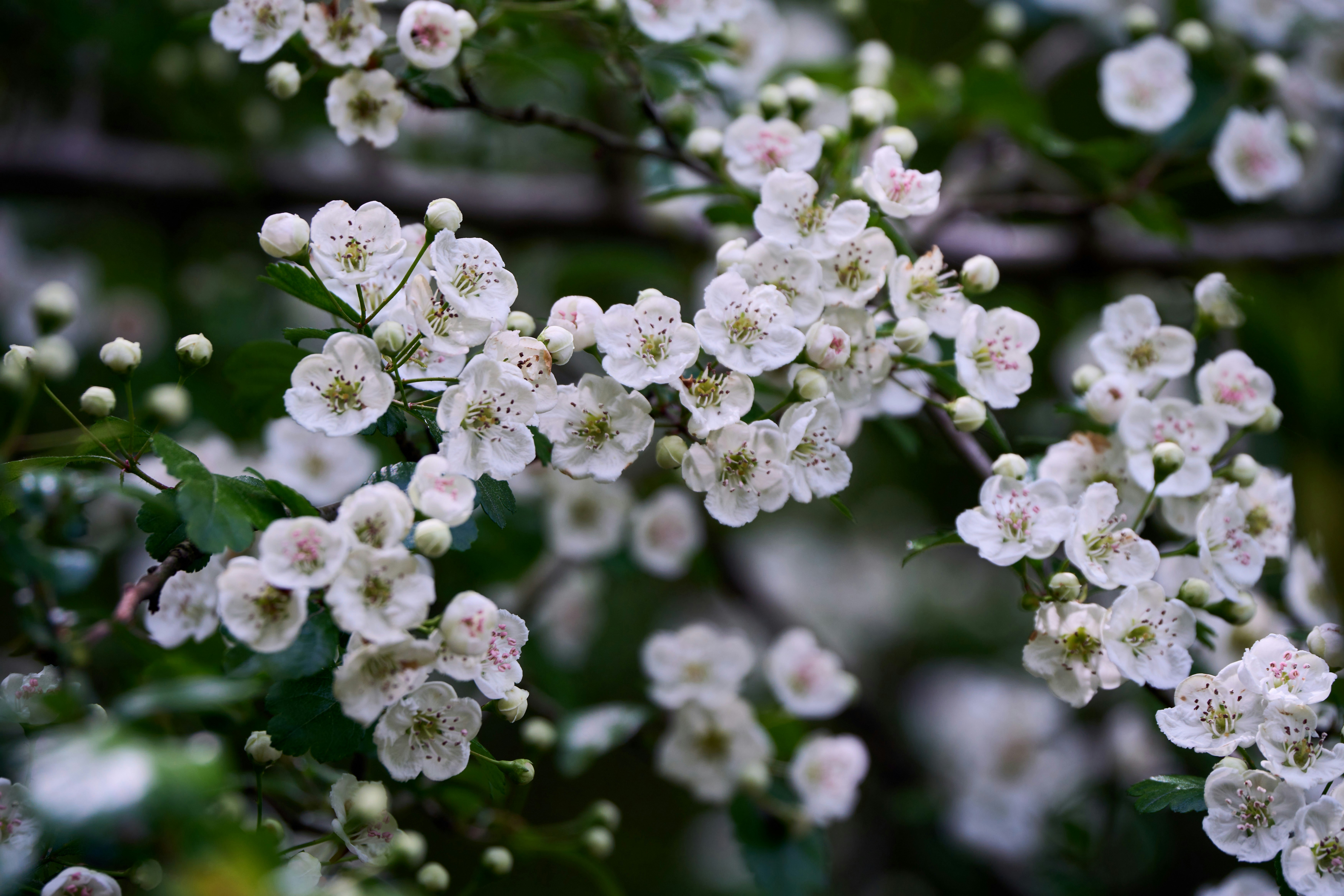 Photo by wolfgang_hasselmann