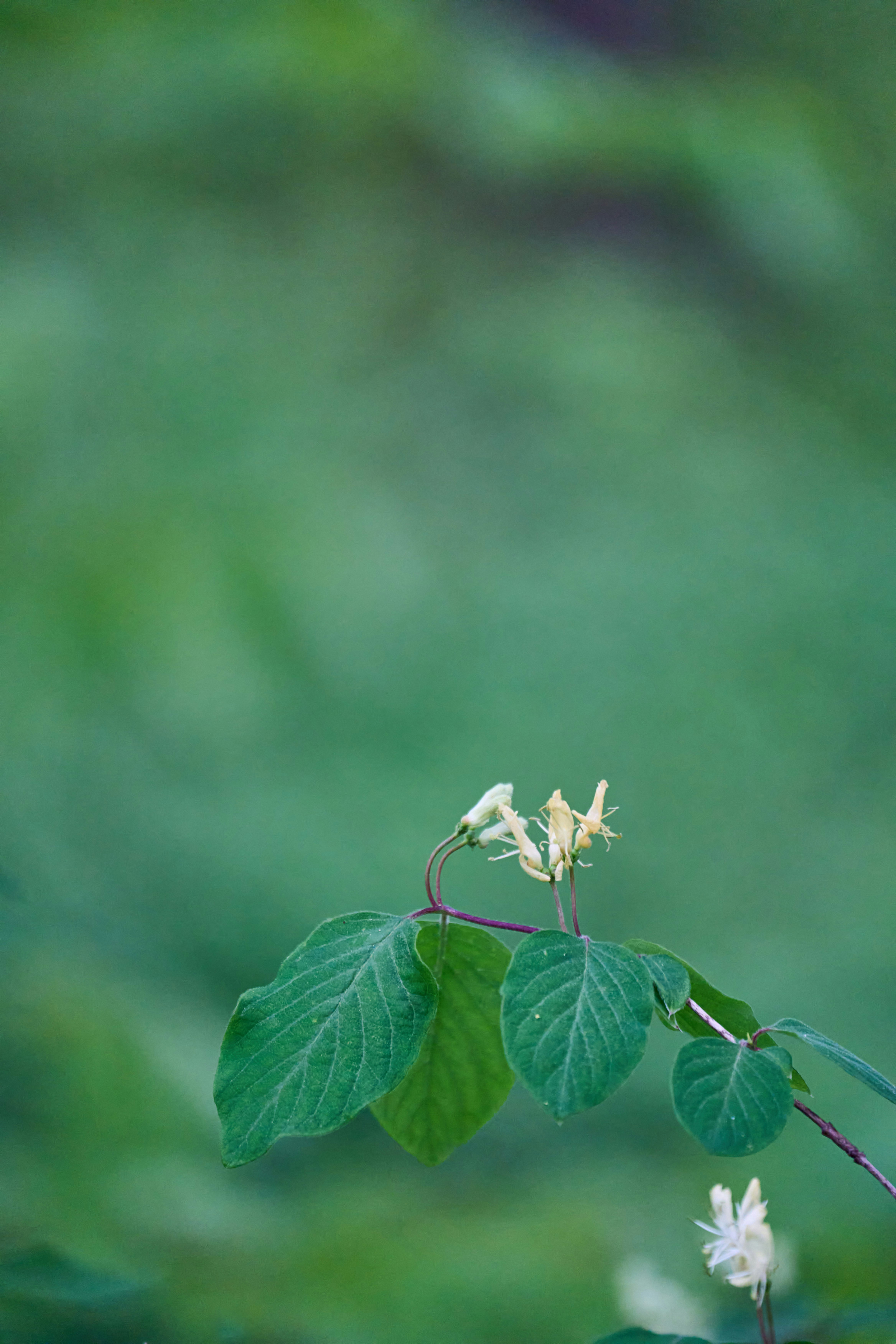 Photo by wolfgang_hasselmann