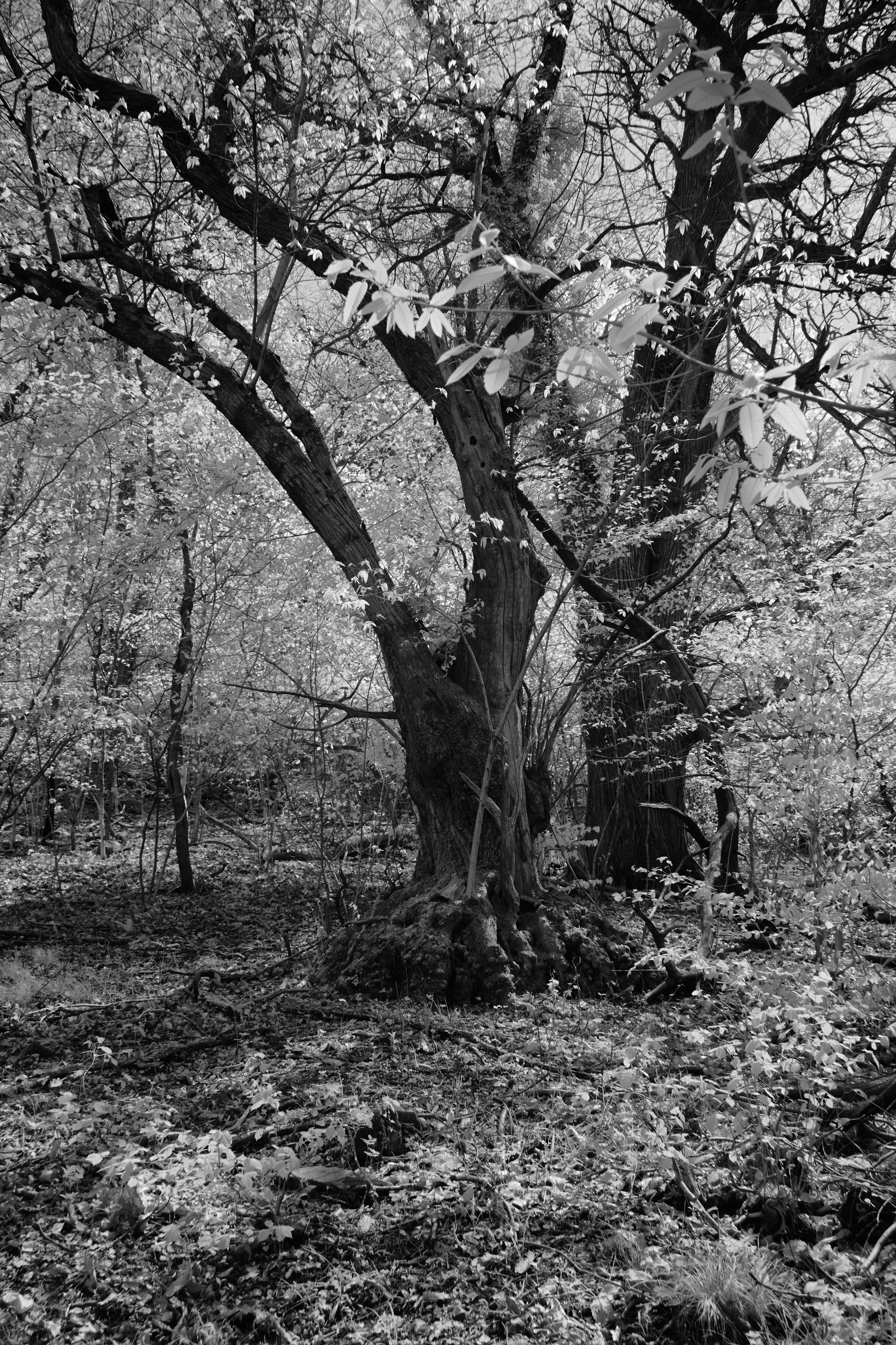 Photo by wolfgang_hasselmann