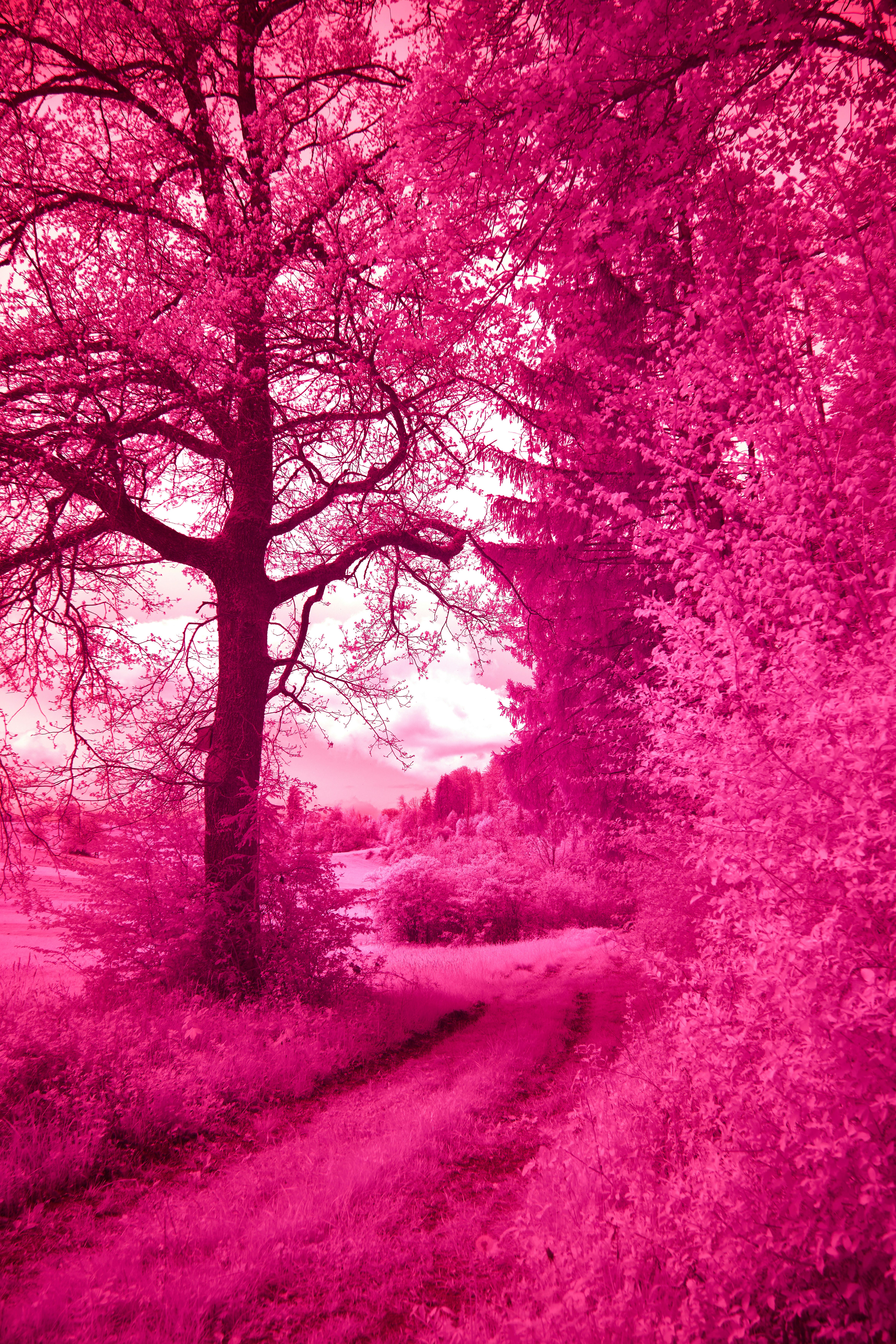 Photo by wolfgang_hasselmann