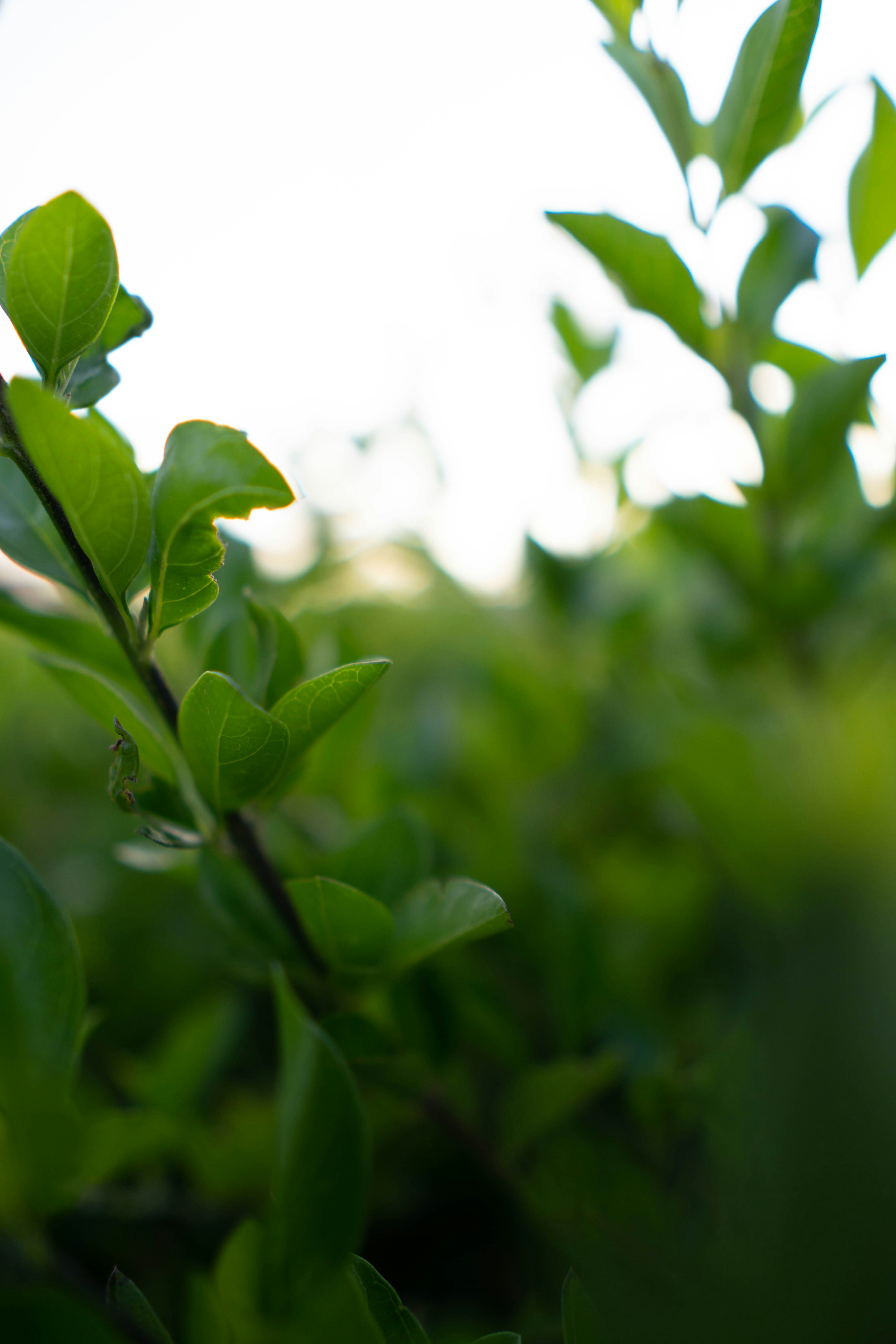 Photo by vincent_muriuki