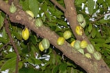 A close up of a tree with some fruit on it