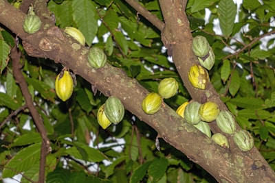 A close up of a tree with some fruit on it