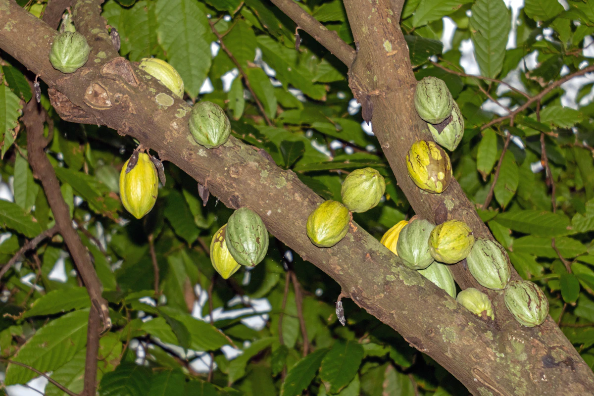 Mazorcas jóvenes de cacao creciendo en la rama de un árbol